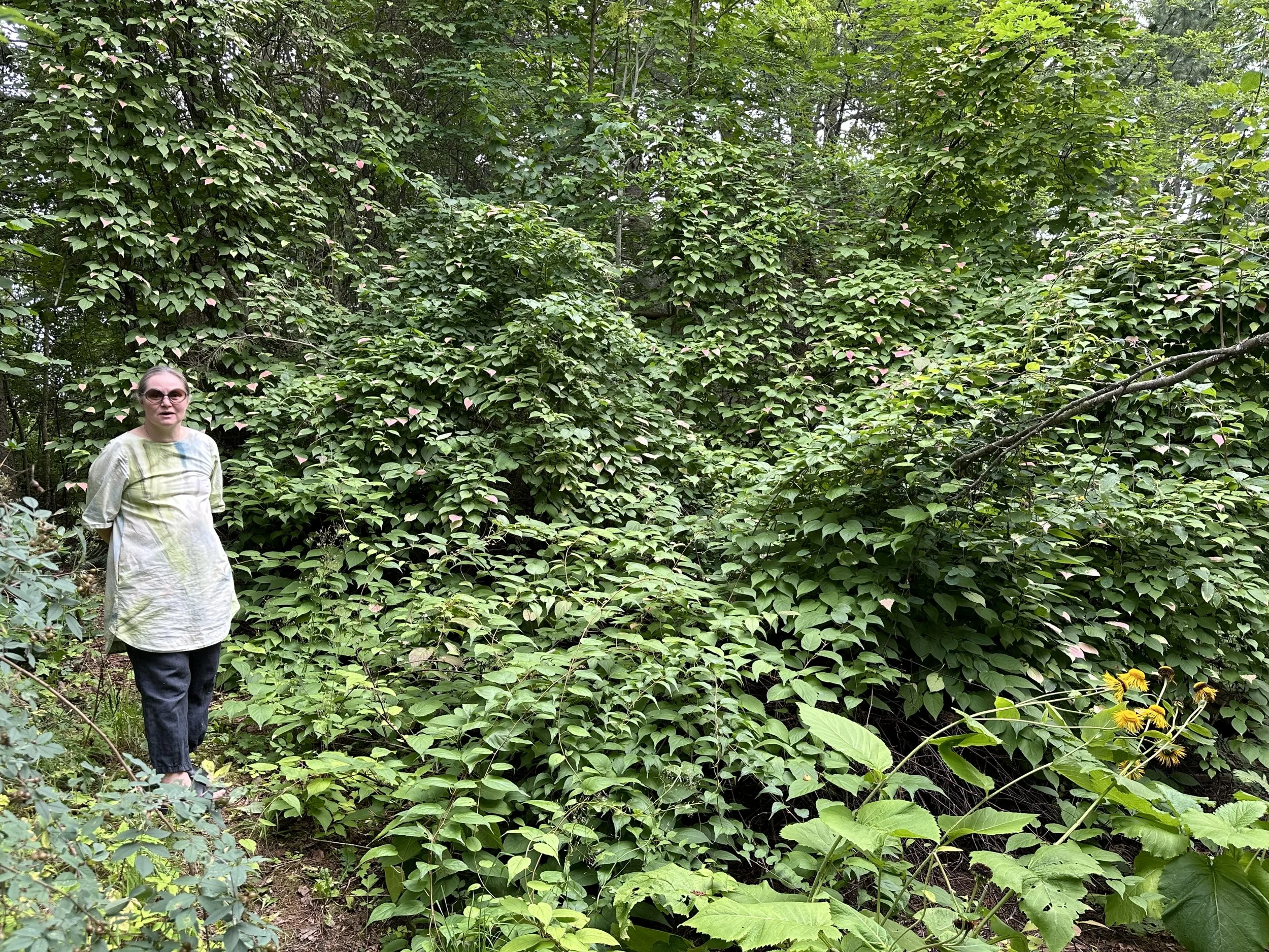 Forgotten arboretum of Tammisto, 2024