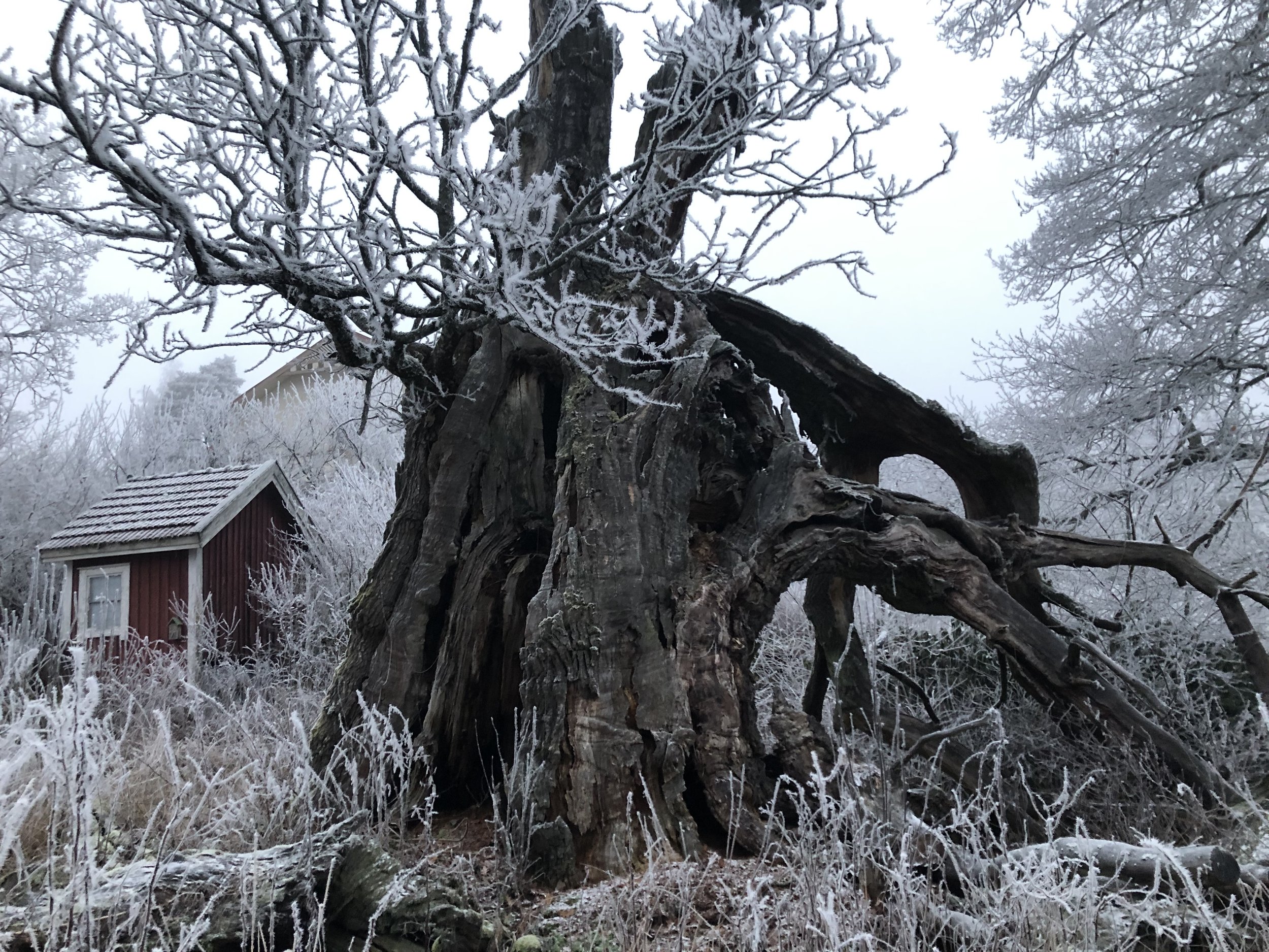 Oldest oak tree in Finland, Piikkiö, 2024 