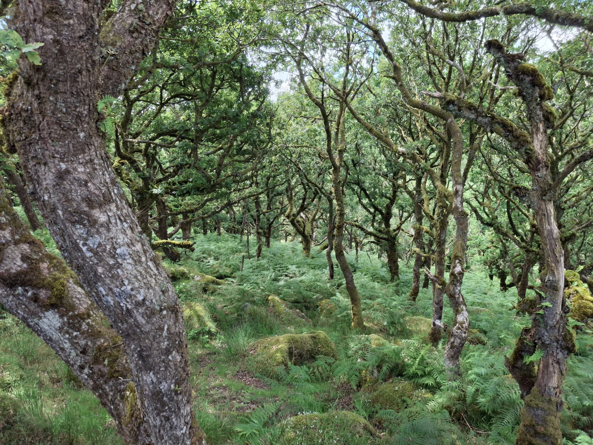 Wistman's Wood on viimeisiä lauhkean vyöhykkeen sademetsiä. Etelä-Devon, UK, 2025.
