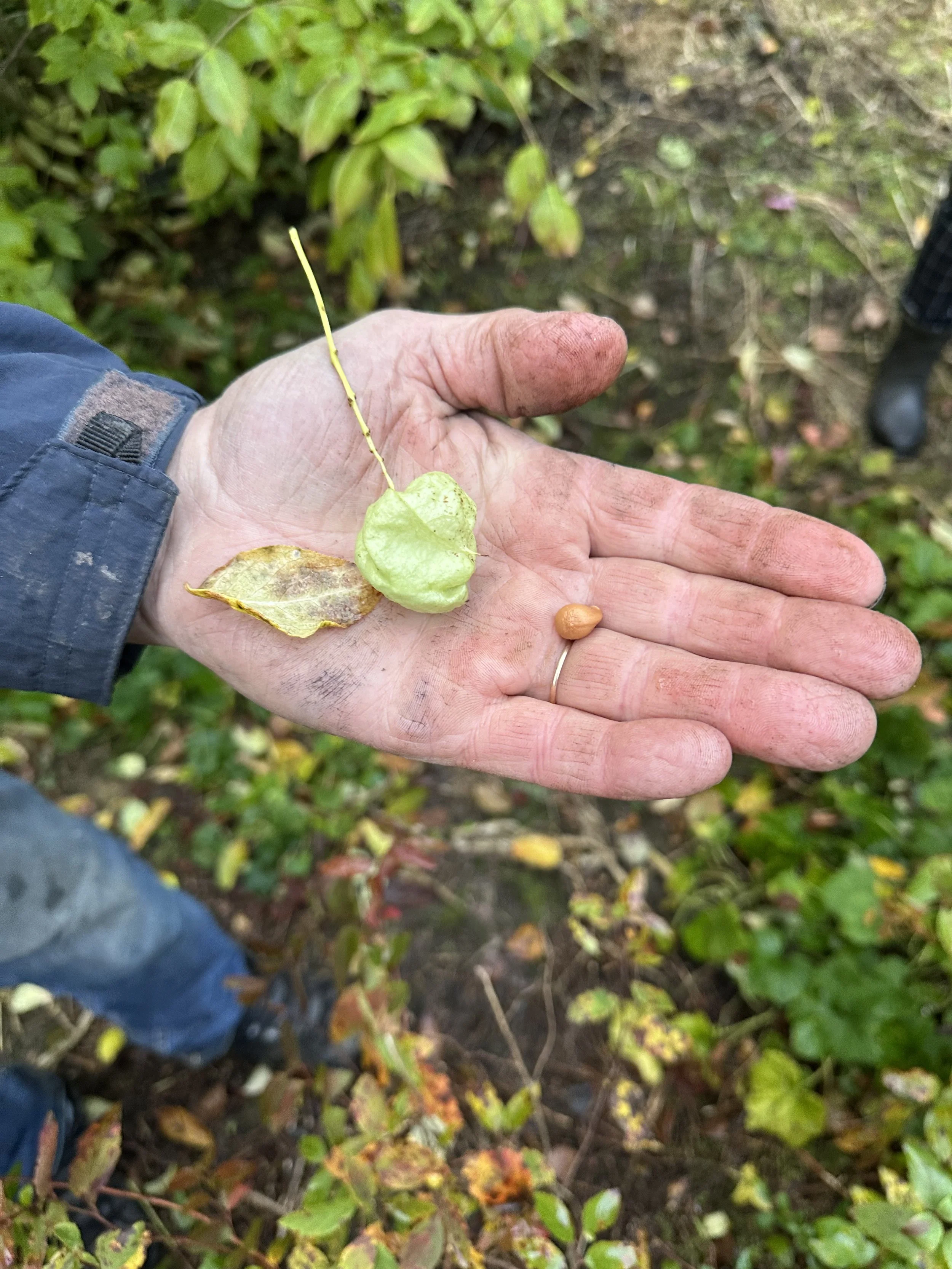 Kotapähkinä. Vakka-Taimi, Pyhäranta, Suomi, 2025.