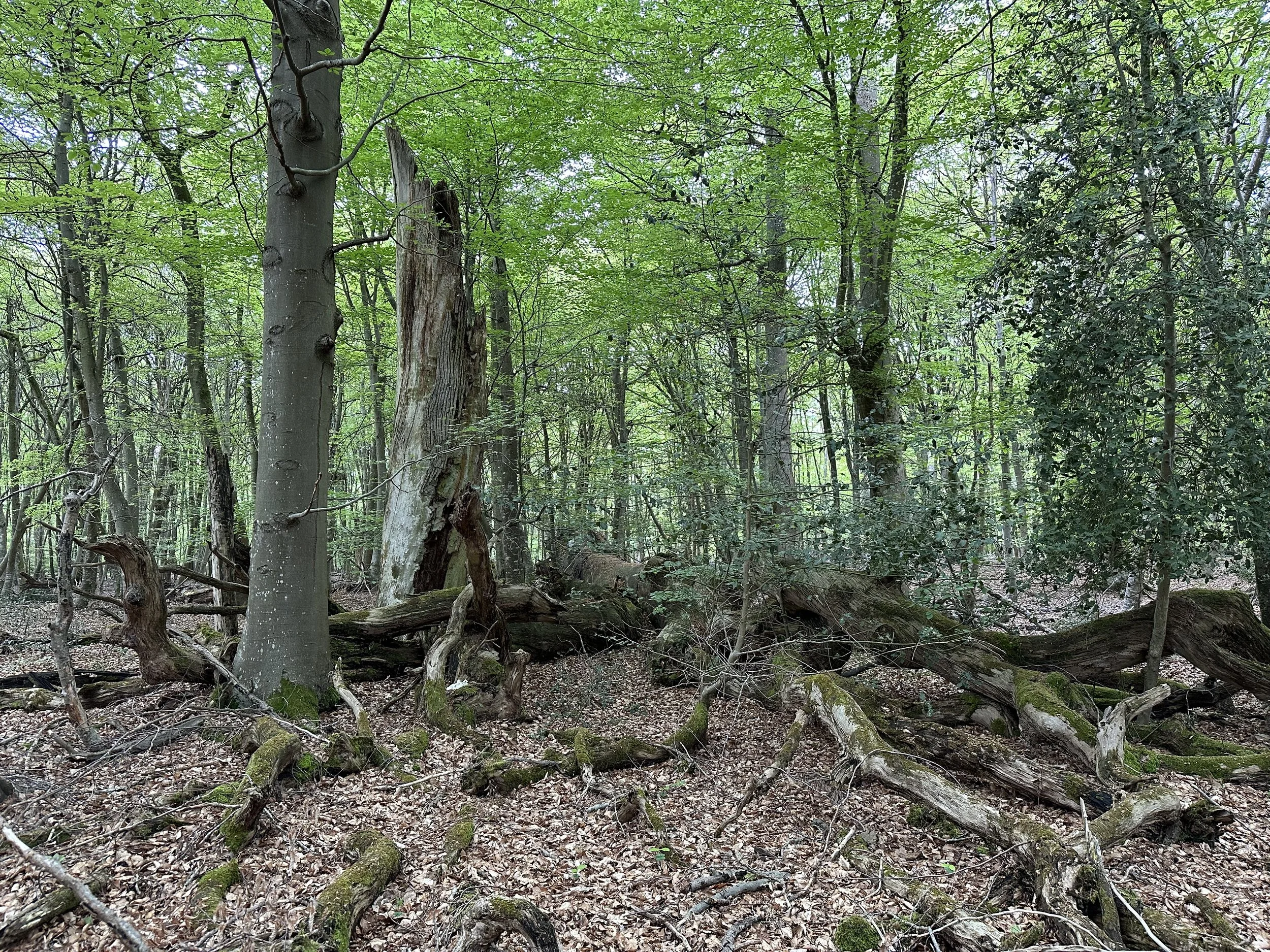 Suojeltua vanhaa metsää. Fontainebleau, Ranska, 2023.