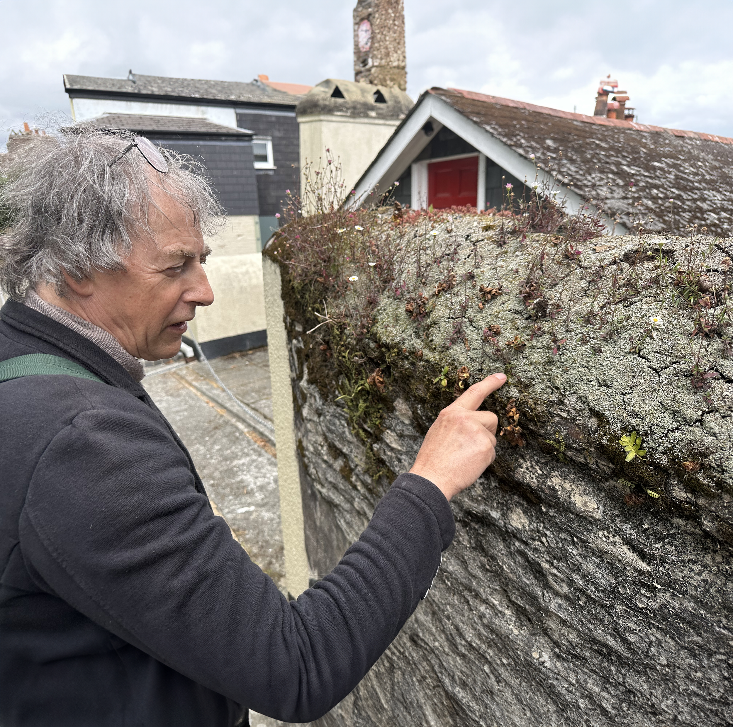 David laskee kasvilajeja Dartmouthin kaupungin kiviaidassa. Etelä-Devon, UK, 2025.