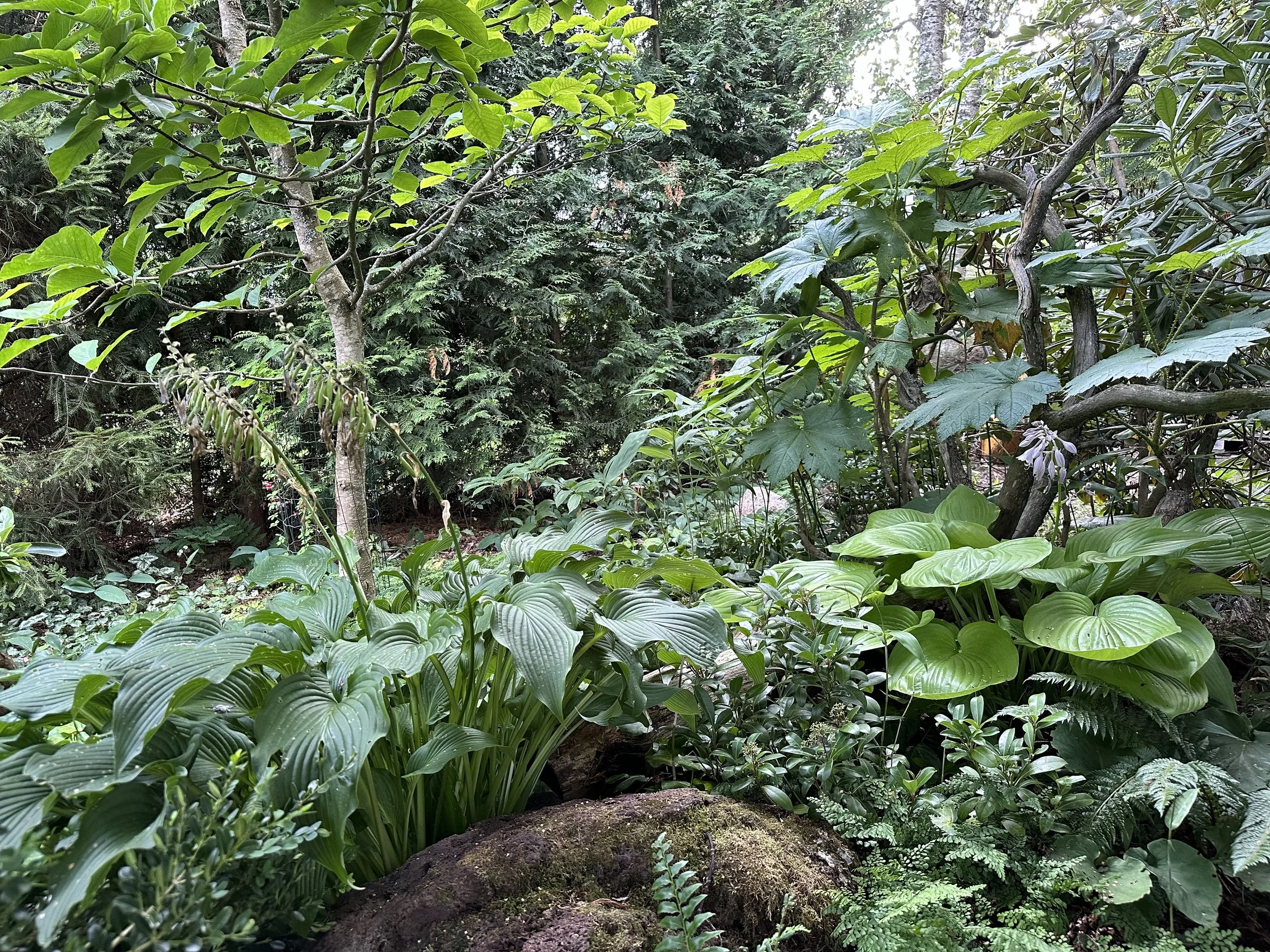 Stefanin kotipuutarha. Espoo, Suomi, 2024.  