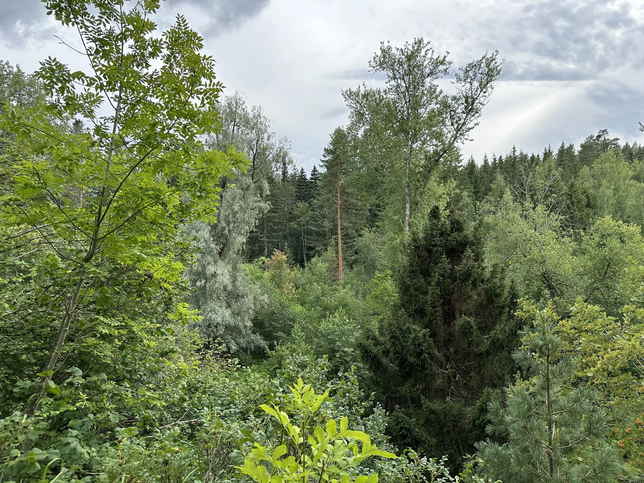 Yleiskuvaa Tammiston hylätystä arboretumista. Karjalohja, Suomi, 2024.  