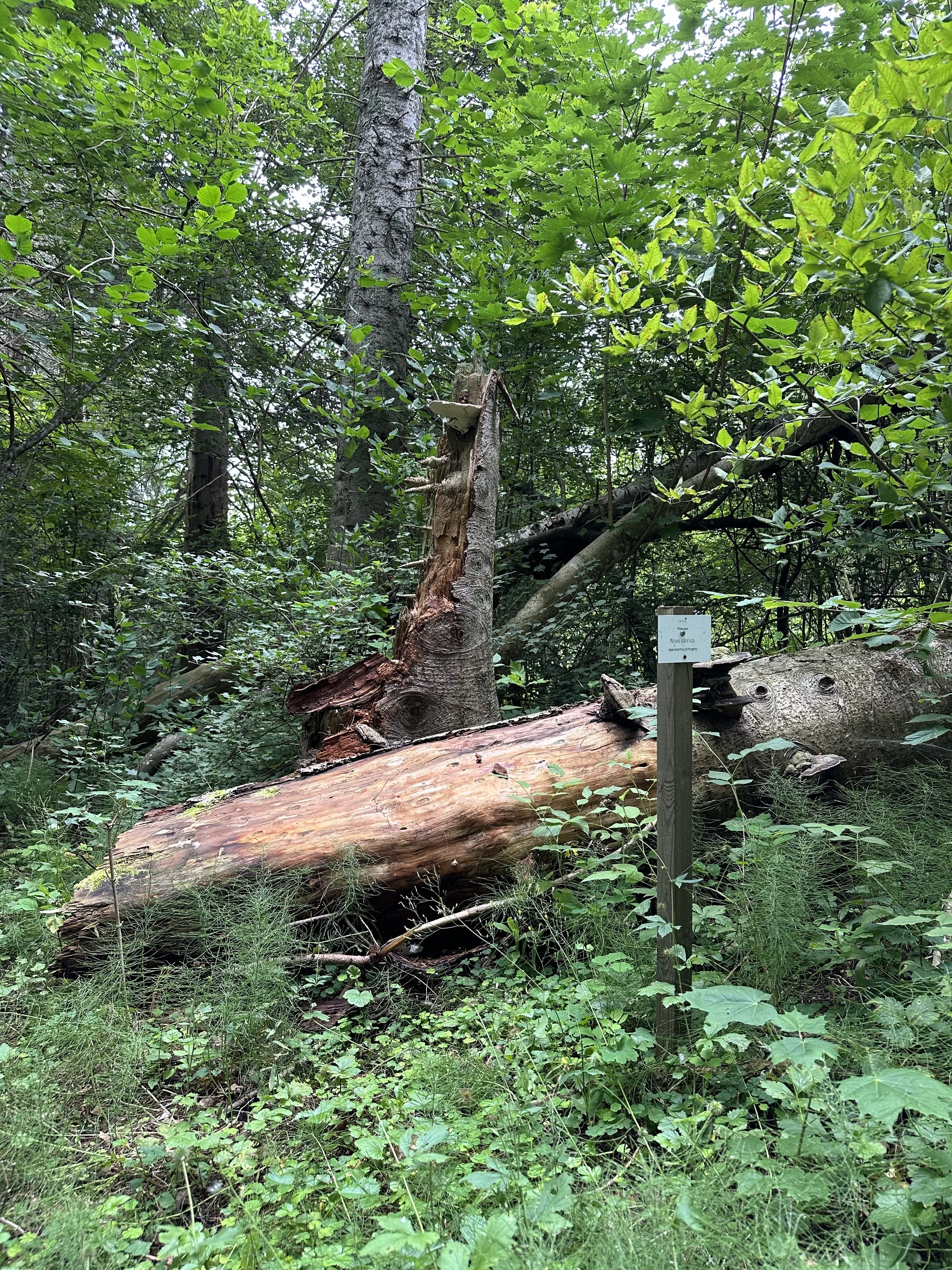 Lahoavaa puuta Tammiston hylätyssä arboretumissa. Karjalohja, Suomi, 2024. 