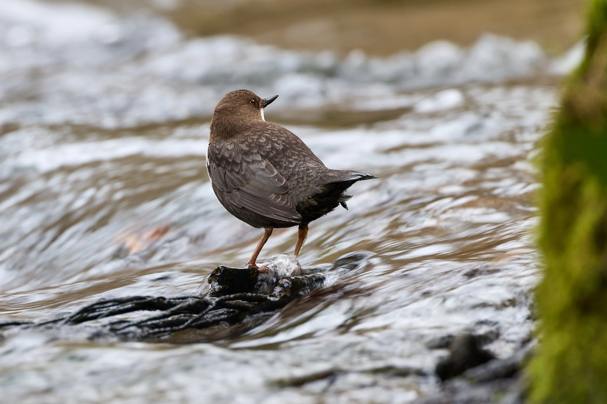 _R523491-DxO_DeepPRIME 3_for avifaunatics.jpg