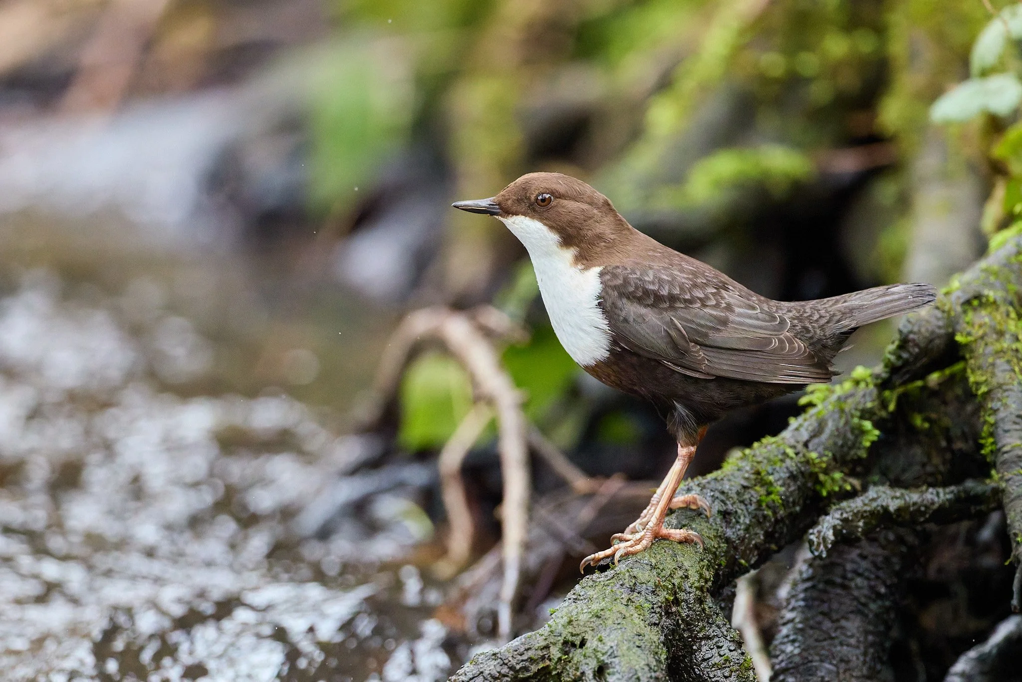 _R522695-DxO_DeepPRIME 3_for avifaunatics.jpg