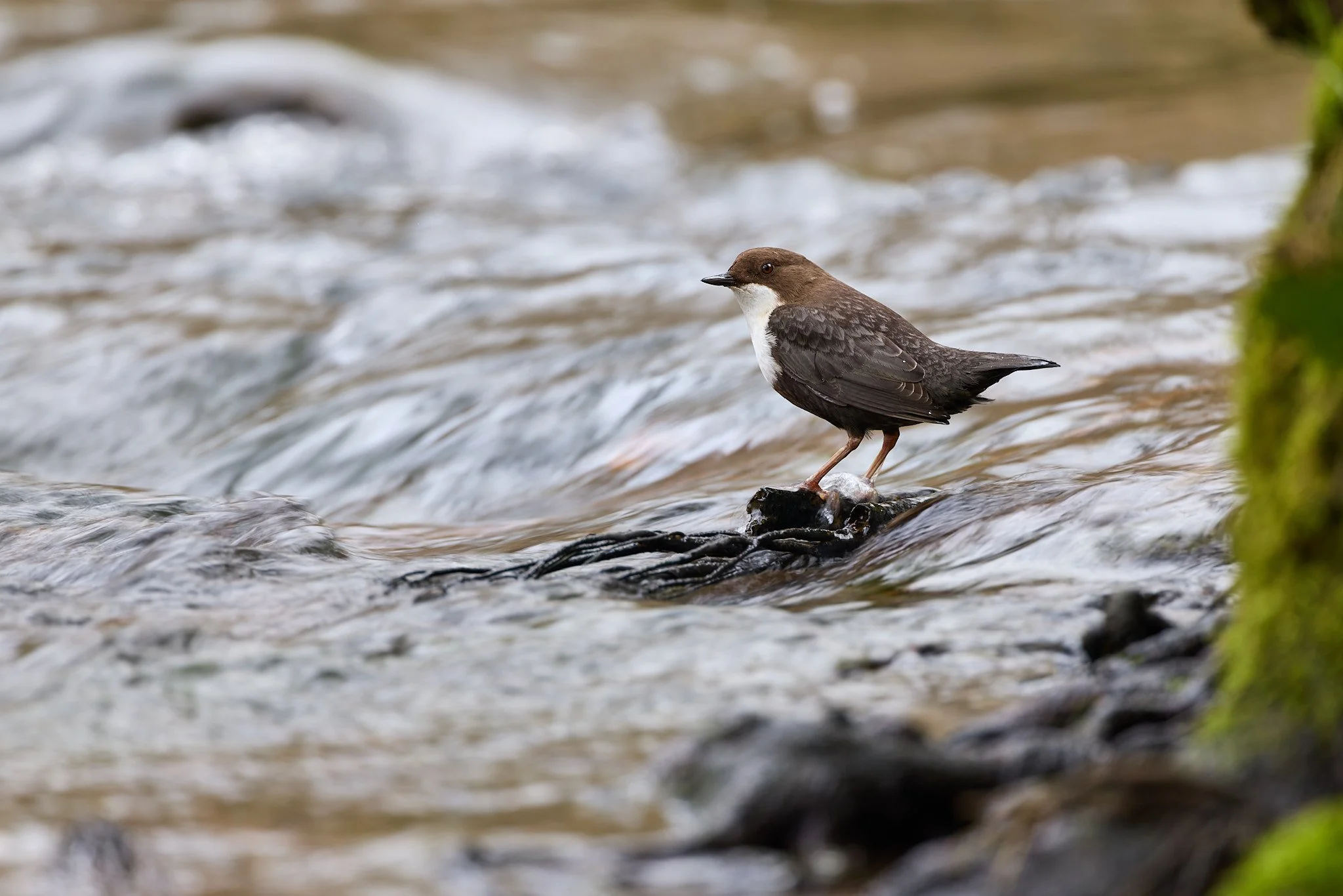 _R523362-DxO_DeepPRIME 3_for avifaunatics.jpg