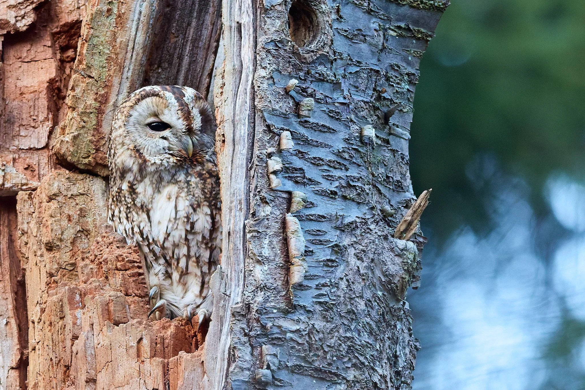 Waiting for spring to come