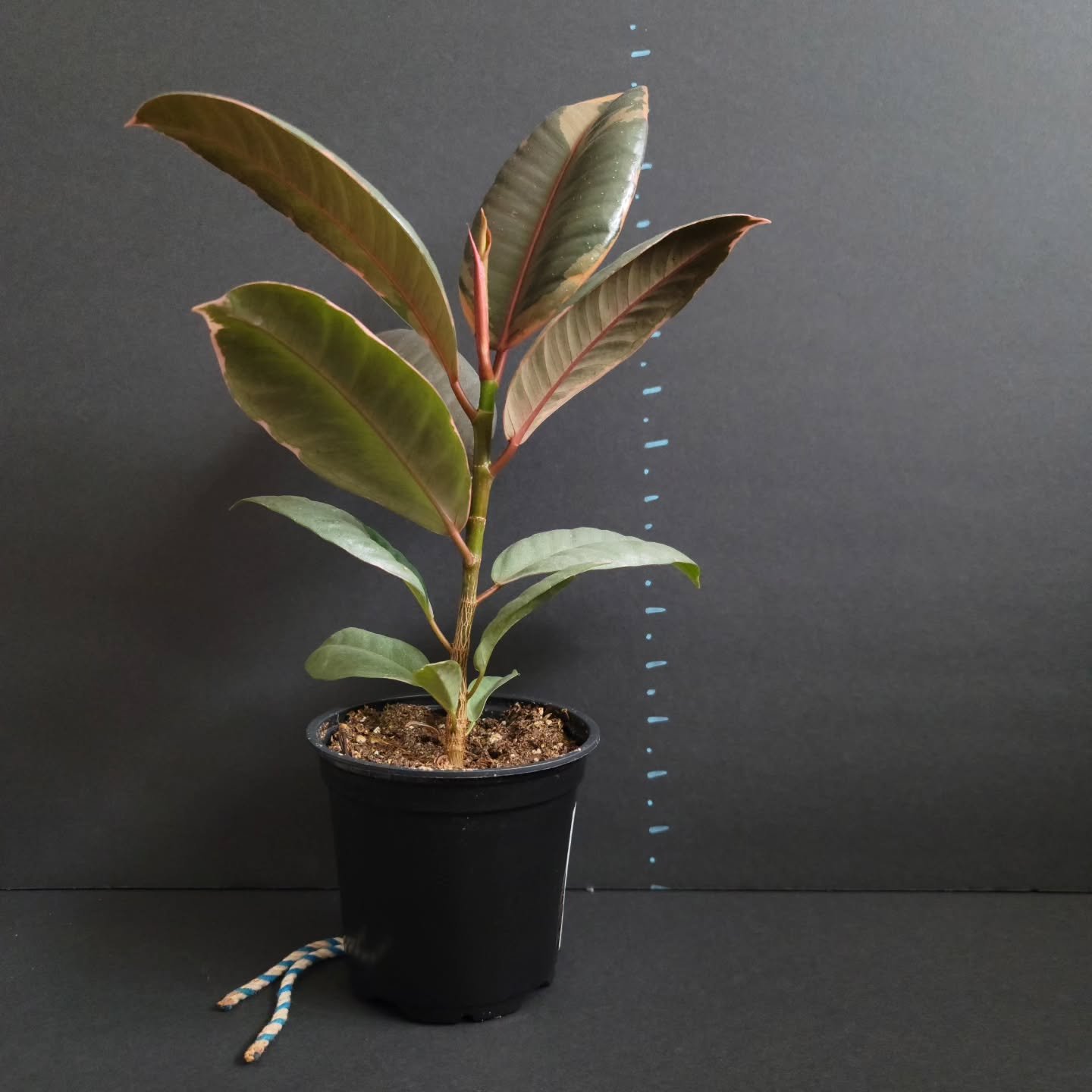 Ficus elastica 'Ruby' // 4&quot; pot, 14&quot; height

DM for inquiries

.
.
.
.
.
.
.
.
.
#ficuselastica #ficus #rubyficus #plants #plantforsale #denver #colorado