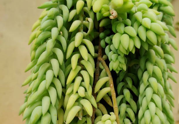 burro's tail 1.jpg
