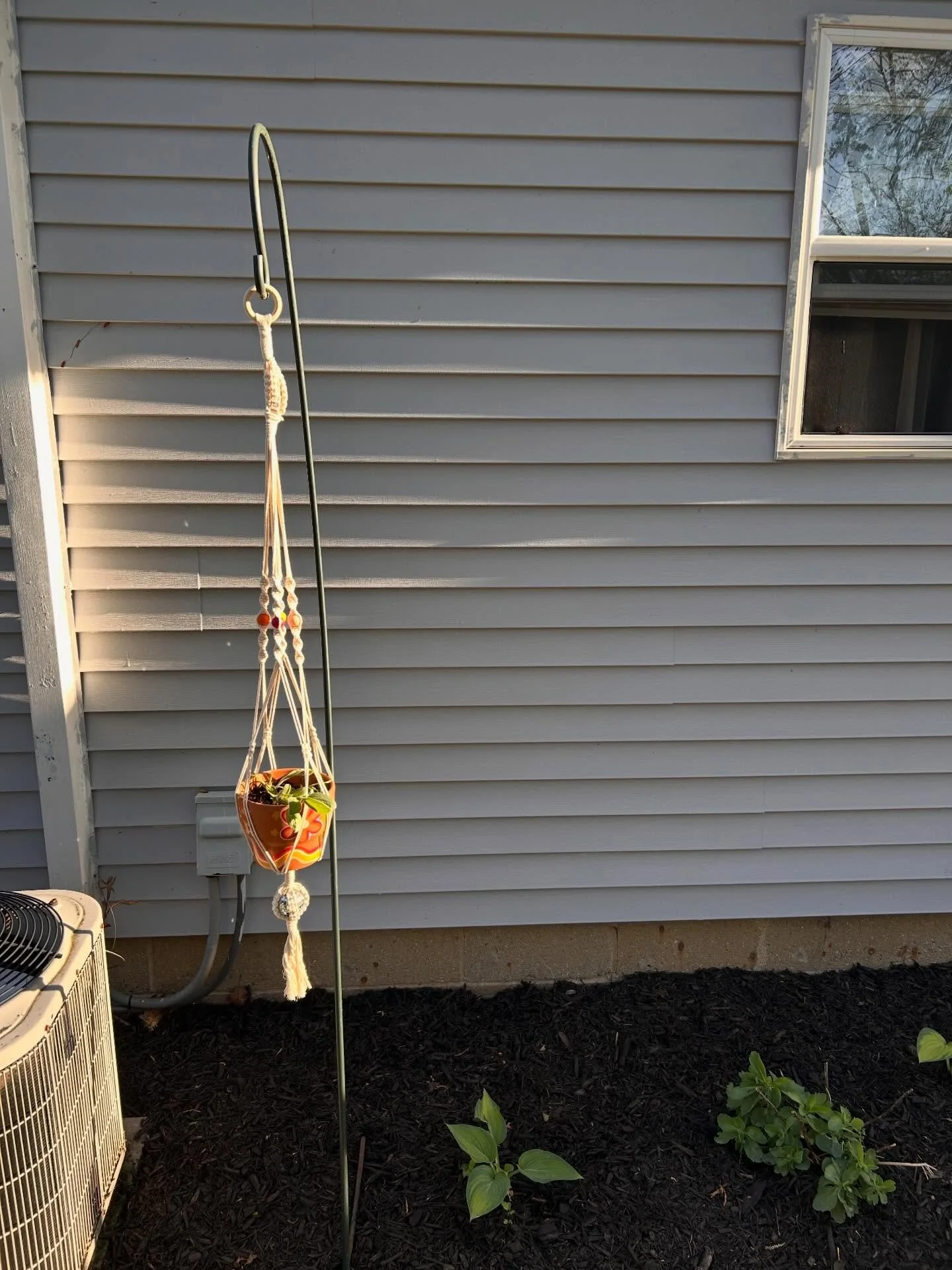 T h i r t y E i g h t showed up beautifully, today. ☀️ 🌺 ❤️✨ 4/26/26