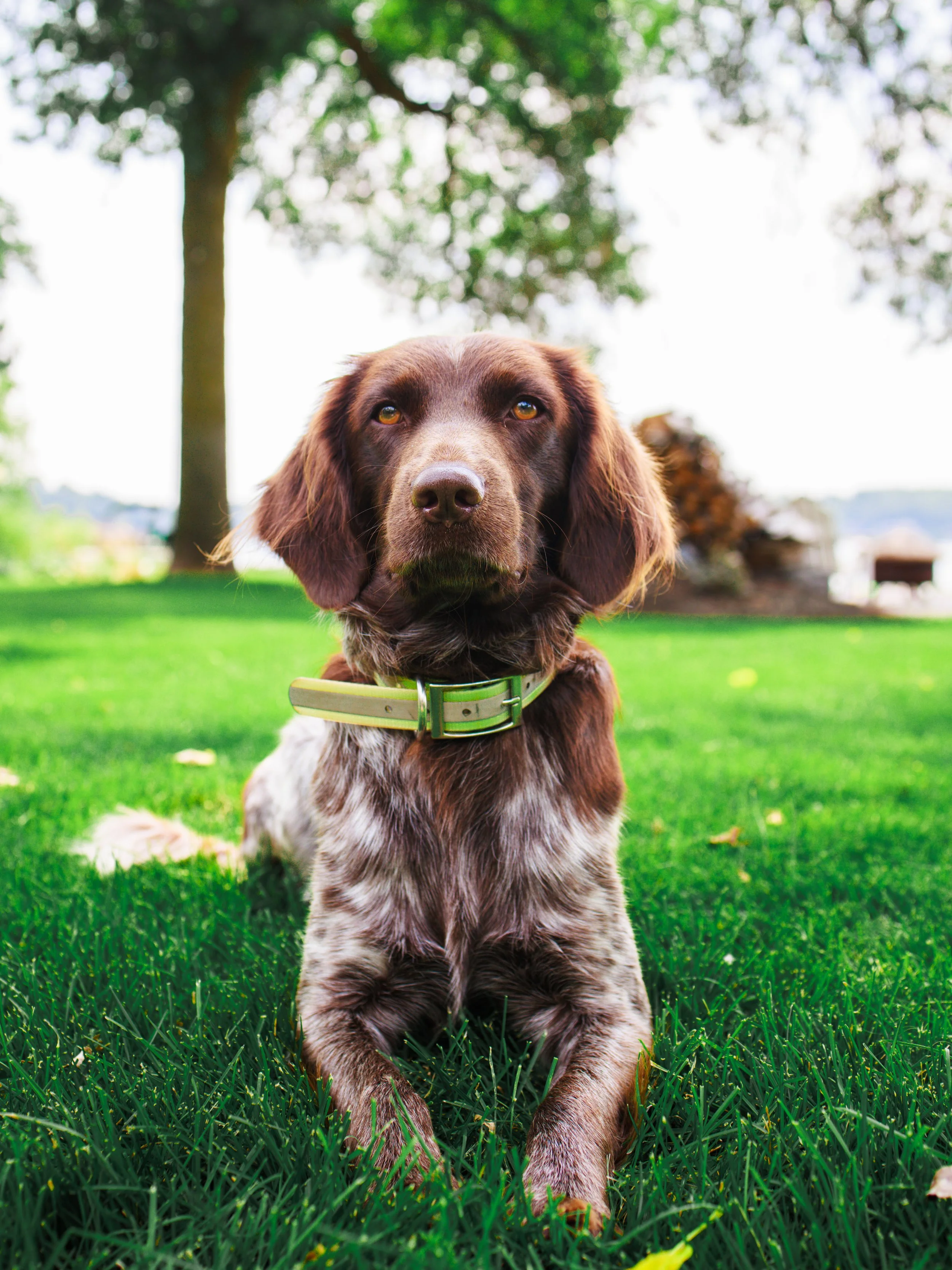 A brown and white speckled dog lying on vibrant green grass in a park, with trees and a slightly cloudy sky in the background.