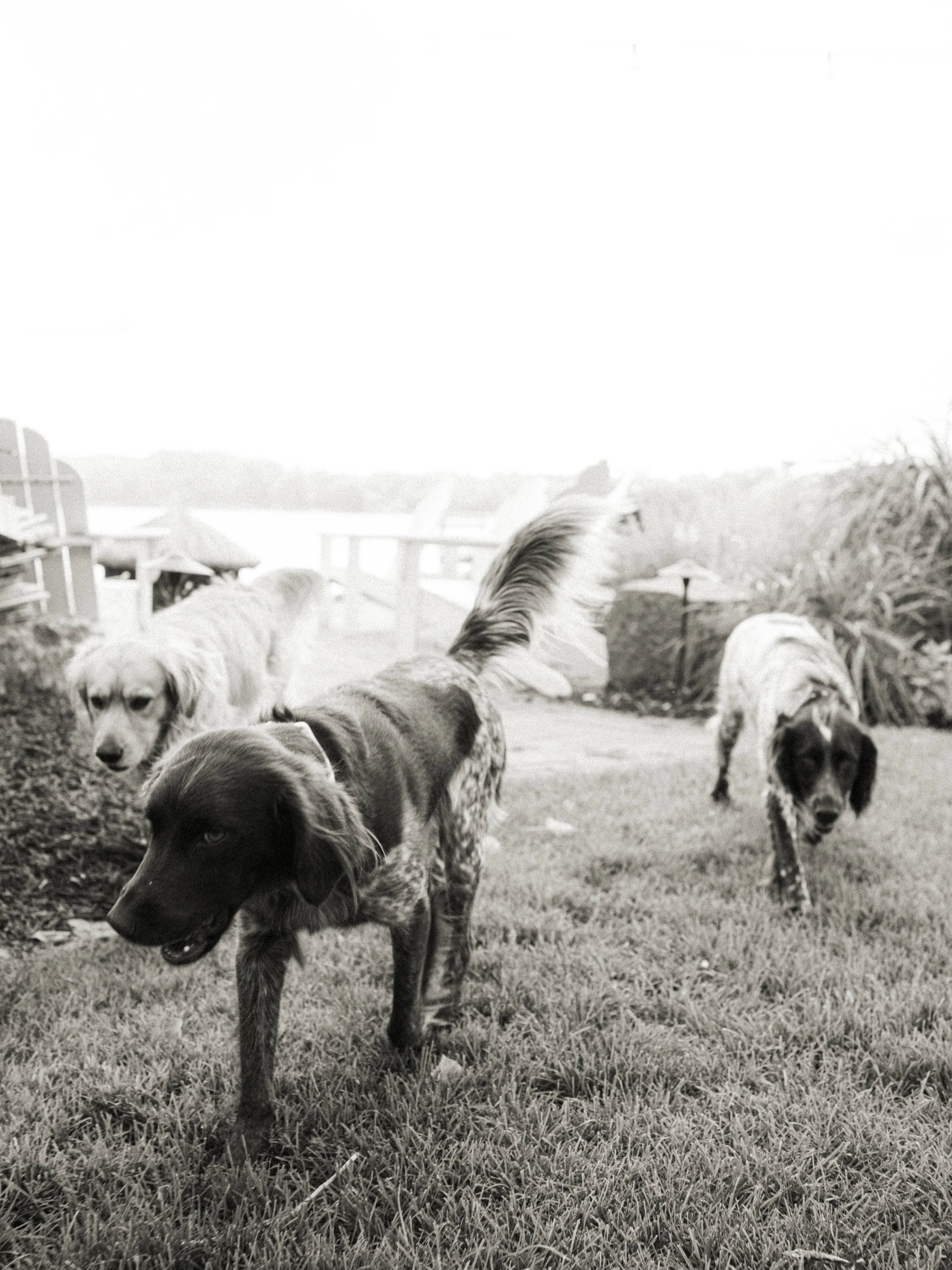Three dogs standing on a grassy lawn near a wooden fence with background foliage.