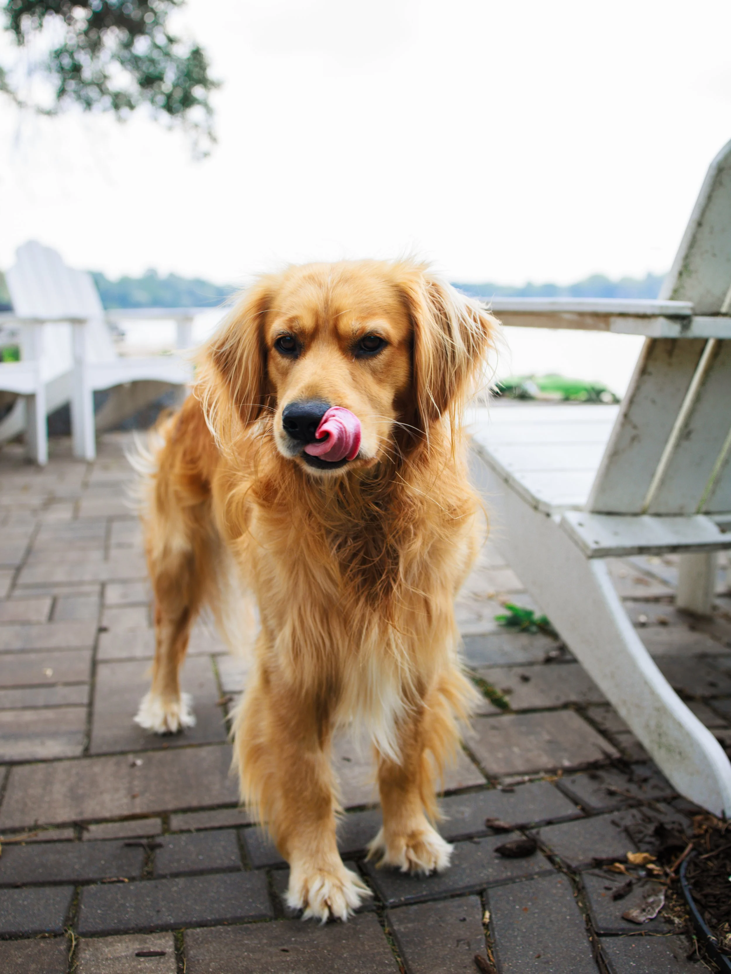 Golden retriever dog standing on brick patio, licking nose, near white Adirondack chairs overlooking lake or river.