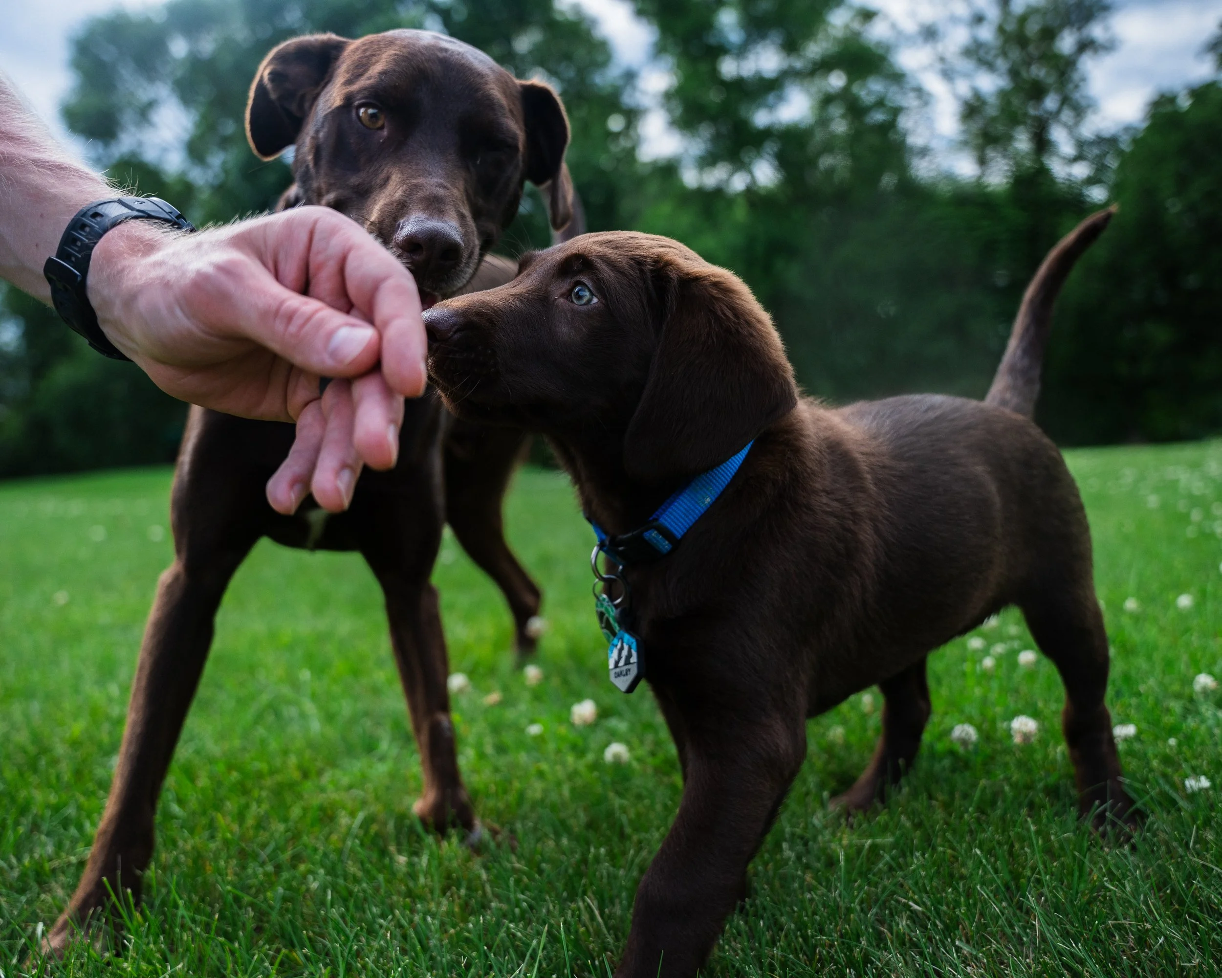 Two brown puppies on a grassy field with trees in the background. One puppy is sniffing or licking a person's hand holding a treat. The person is wearing a black watch.