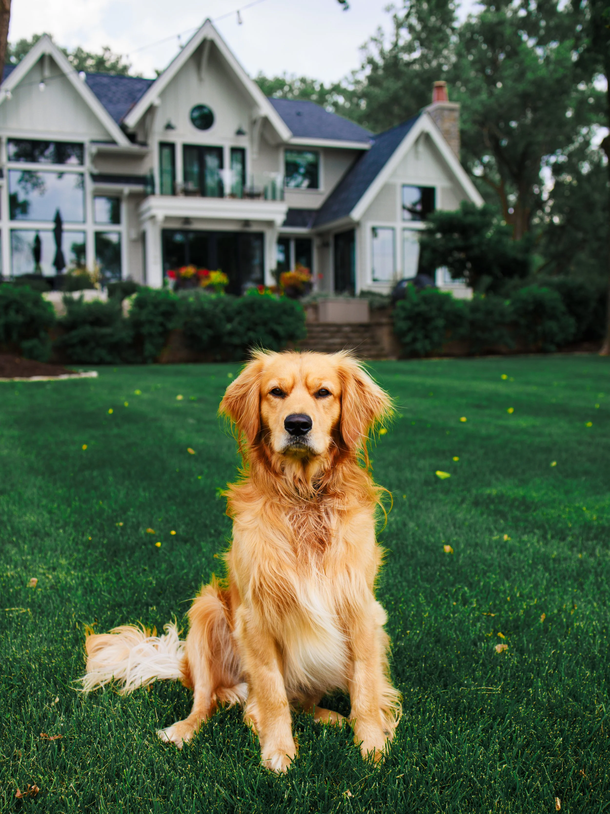 Golden retriever dog sitting on a green lawn in front of a large white house with multiple windows and a porch.