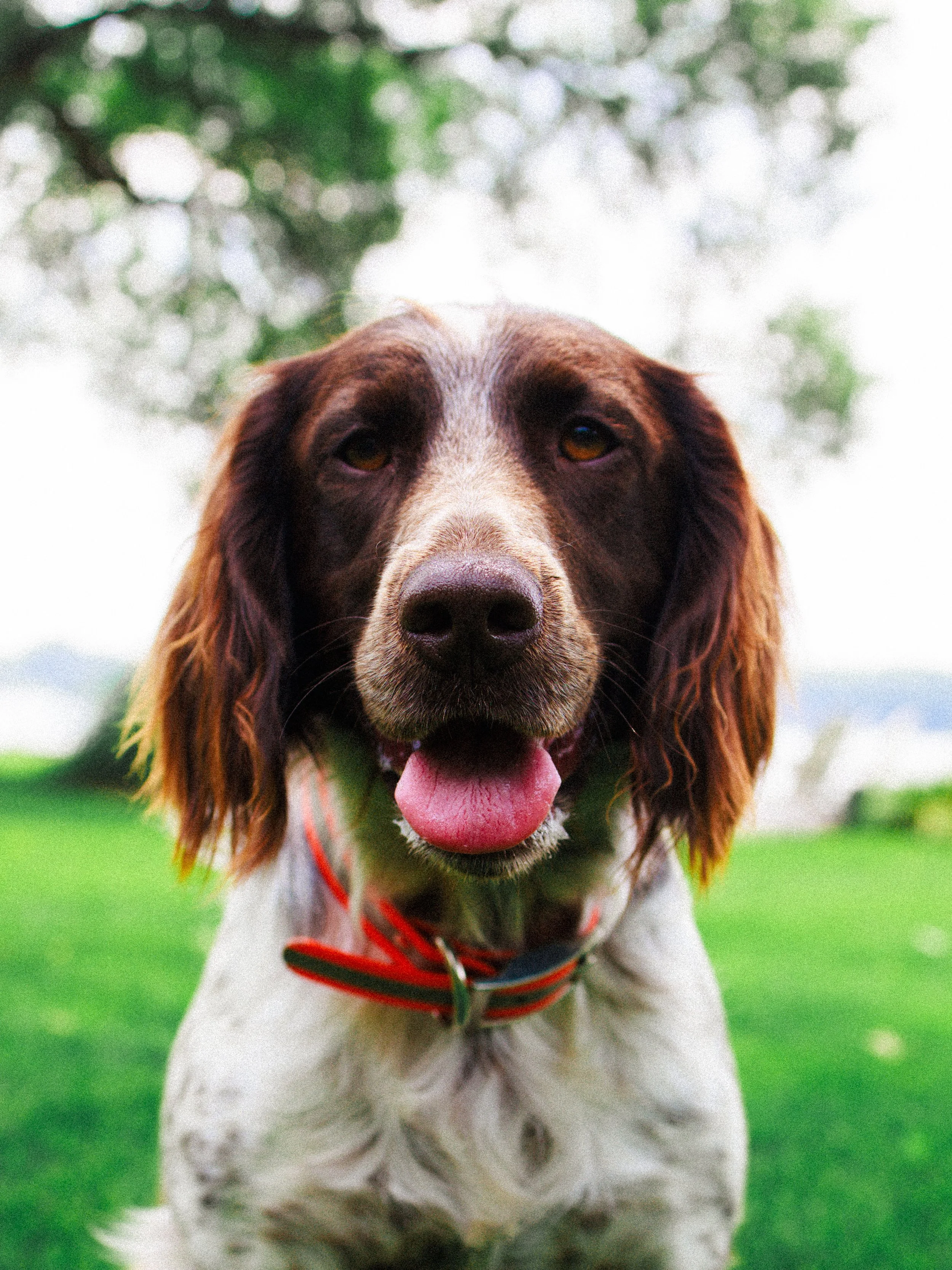 Close-up of a happy dog with brown and white fur, pink tongue out, wearing a red collar, in a grassy outdoor setting with blurred green trees in the background.