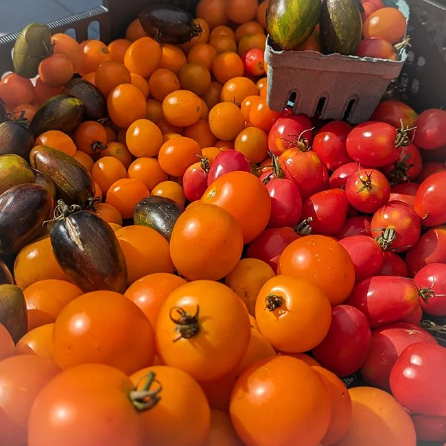 tomatoes in the sun