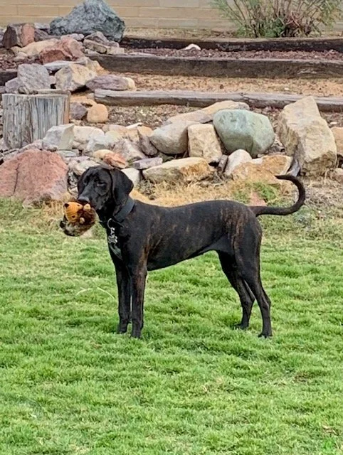 Black dog holding a plush toy in its mouth, standing on a grassy lawn with rocks and dirt in the background.