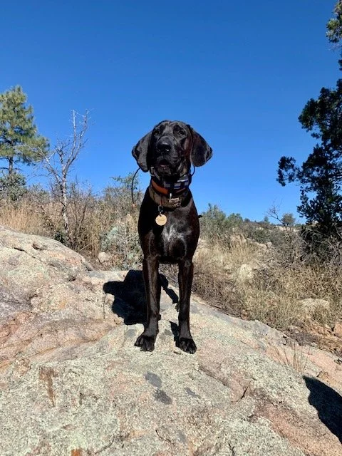 Black dog with floppy ears standing on a large rock outdoors under a clear blue sky with dry bushes and trees in the background.