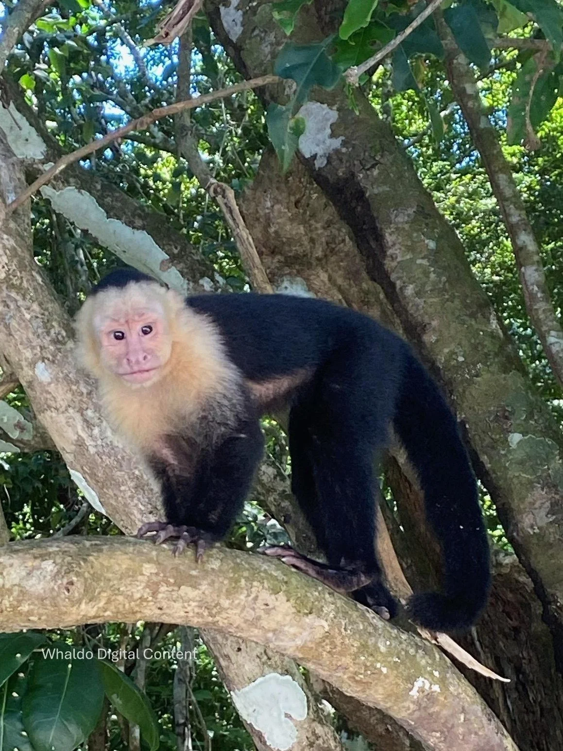 Falling in Love with Costa Rica: Our First Visit and the Wild Journey That Hooked Us