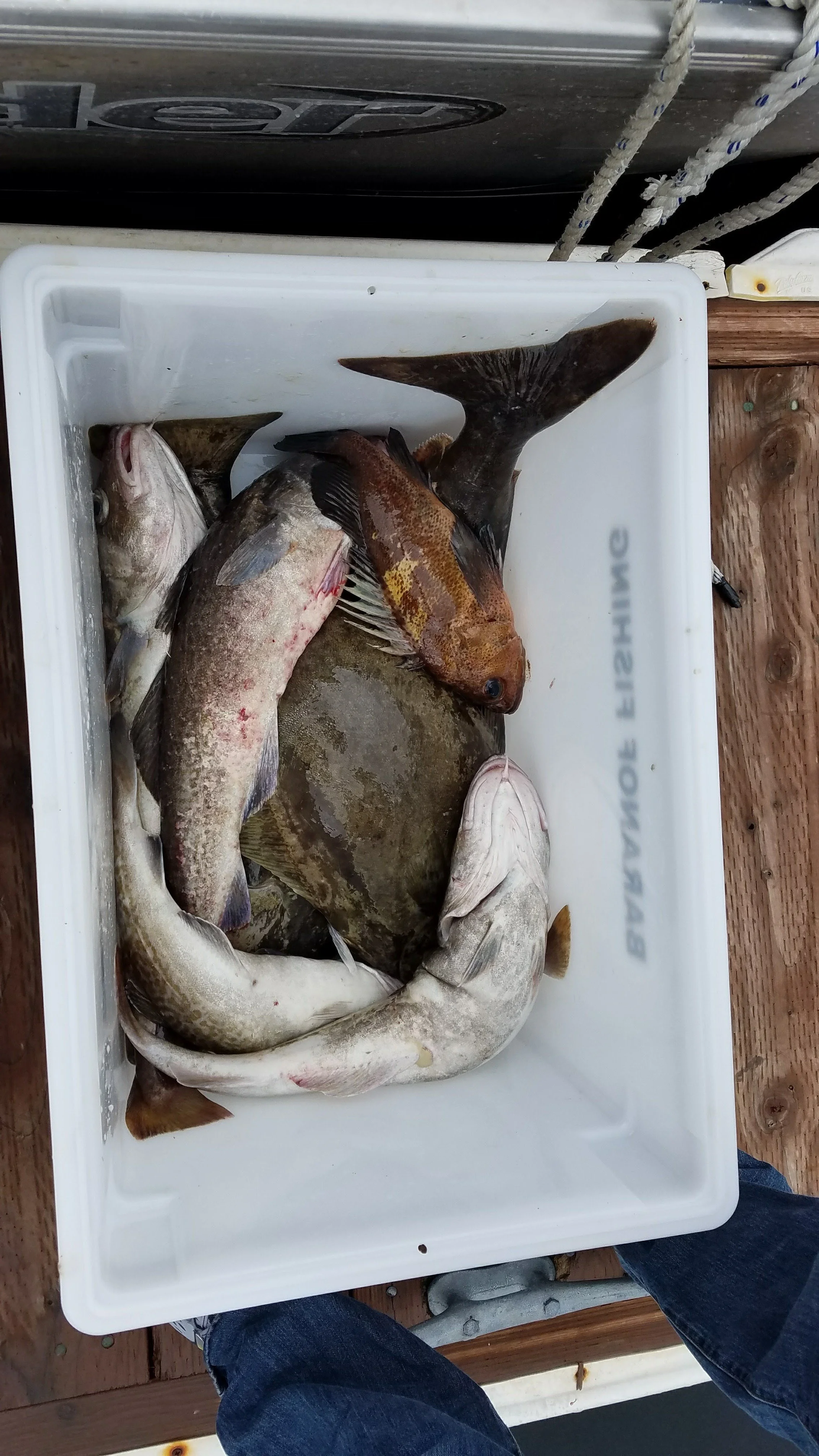 Alaska cruise fish caught.jpg