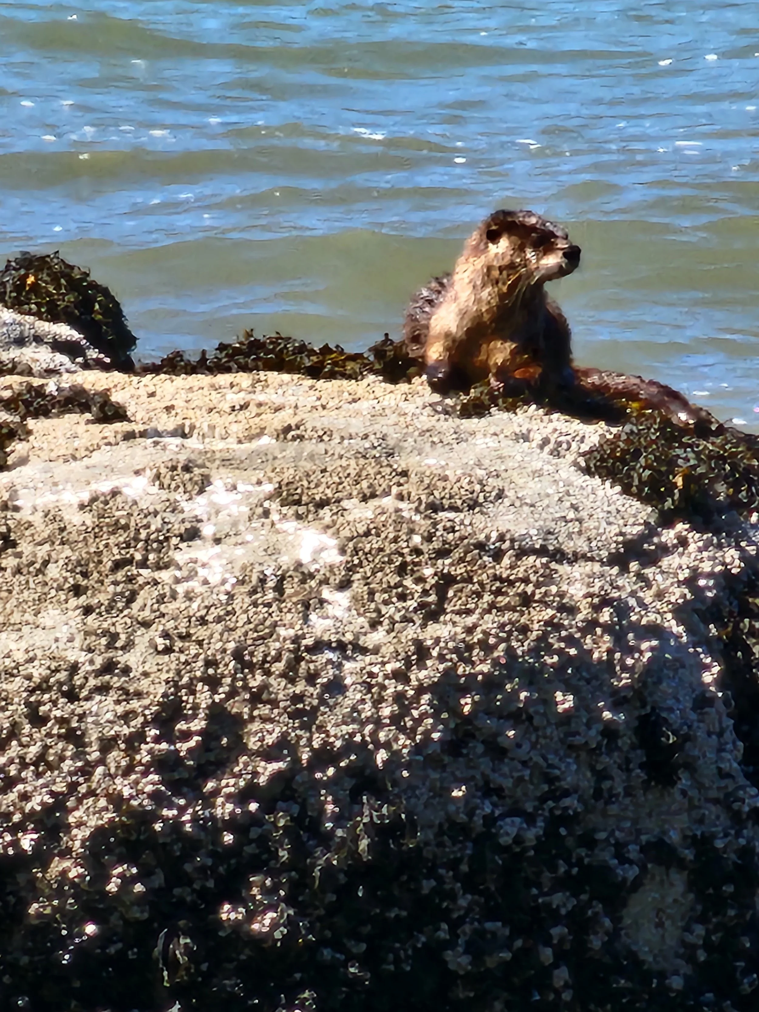 otter.jpg