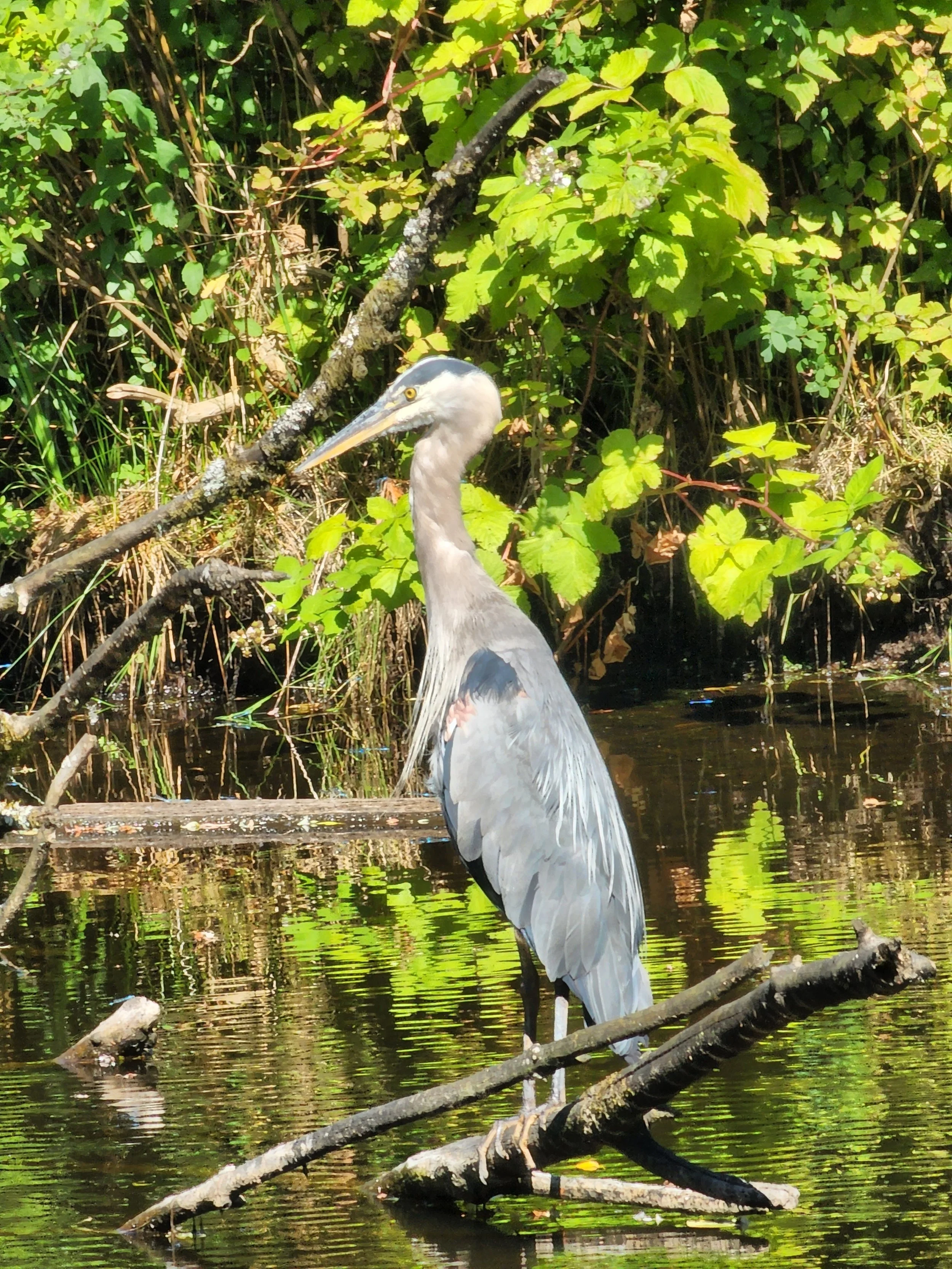 heron 2.jpg