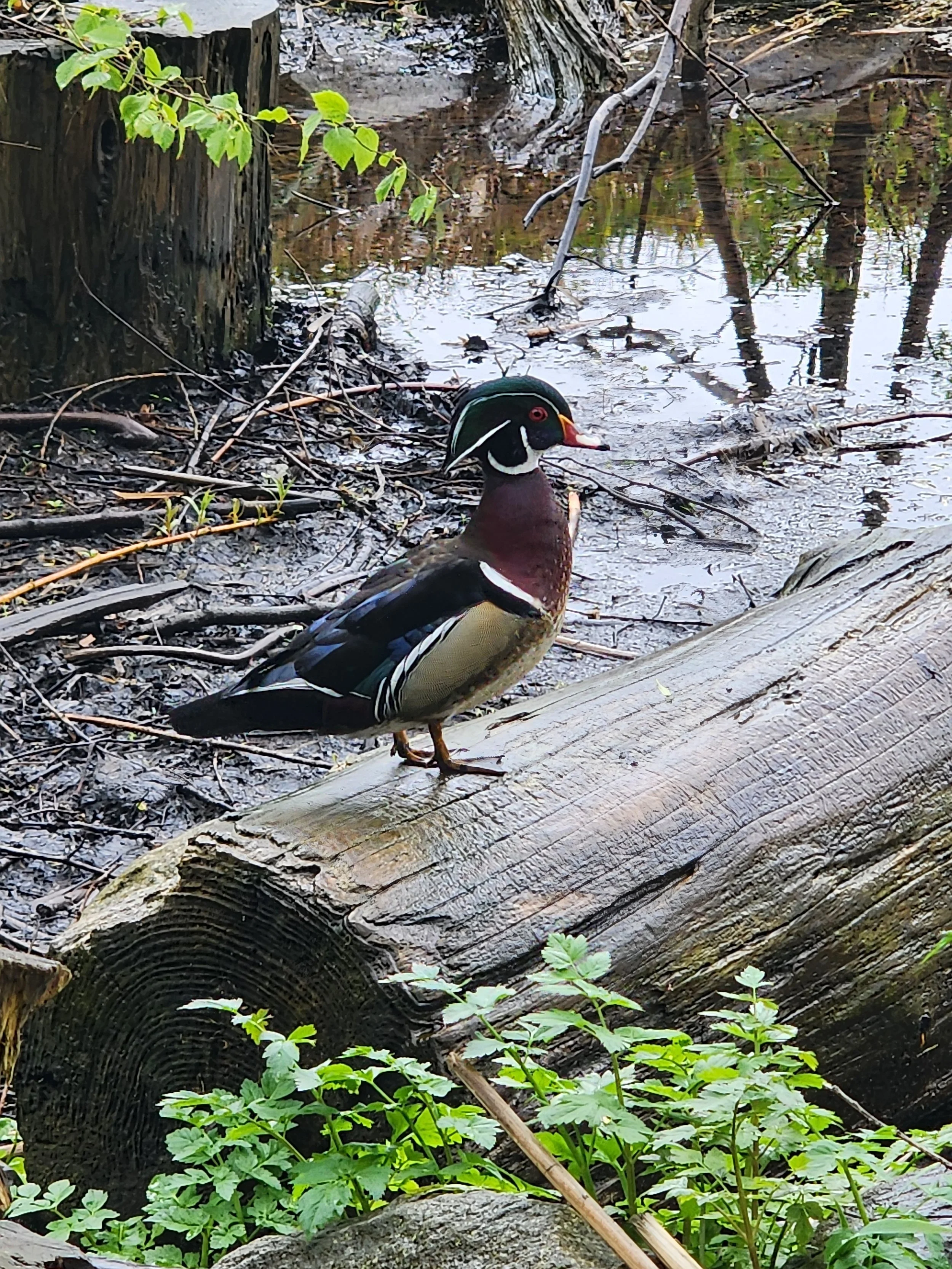 Duck.jpg