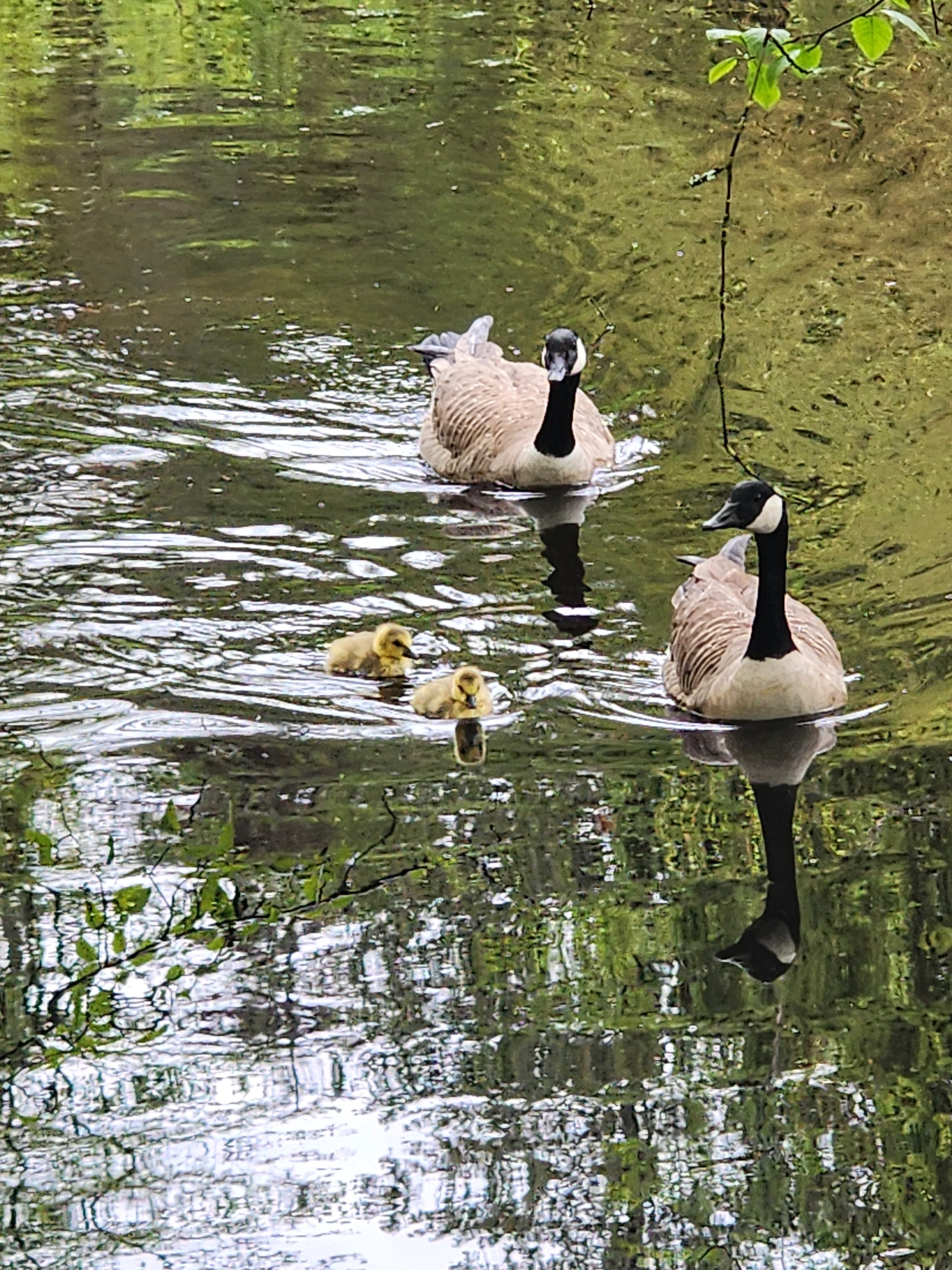 Geese family.jpg
