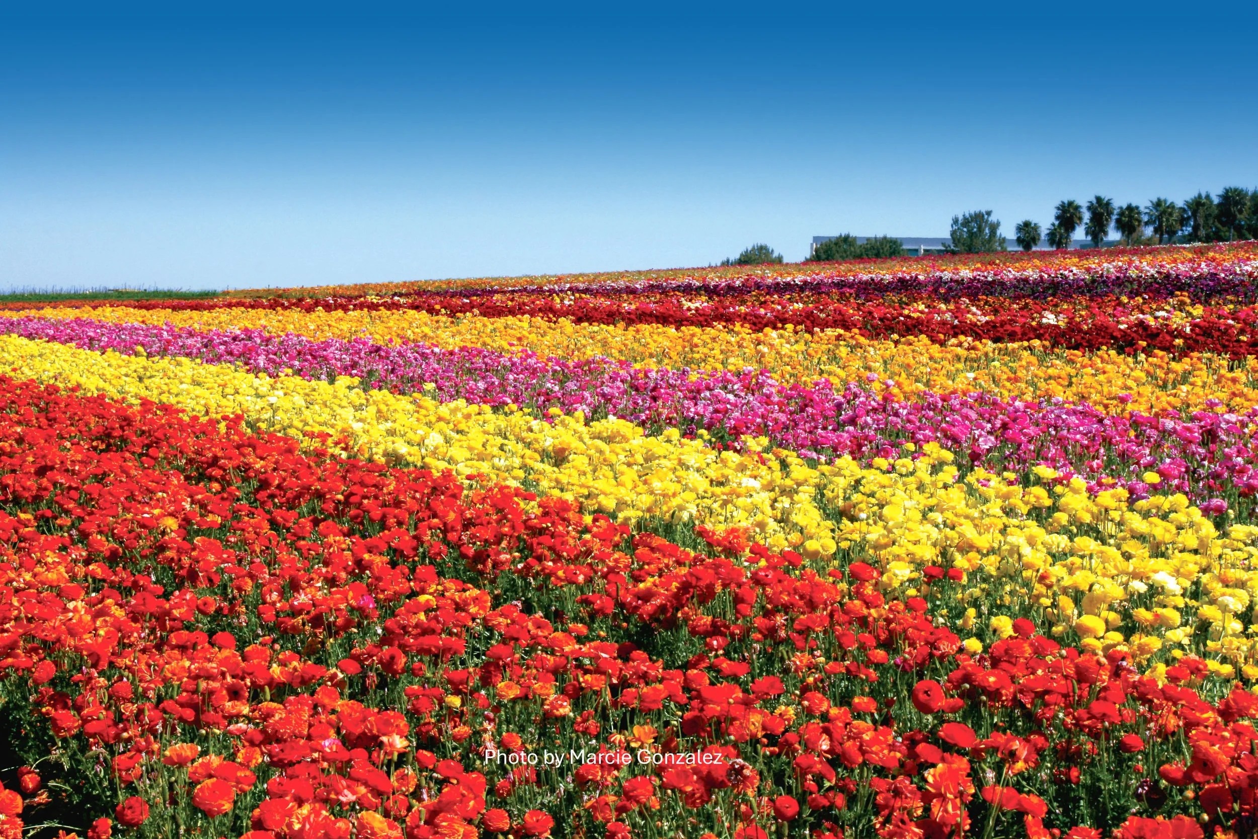Spring TheFlowerFields_by_MarcieGonzalez 14.jpg