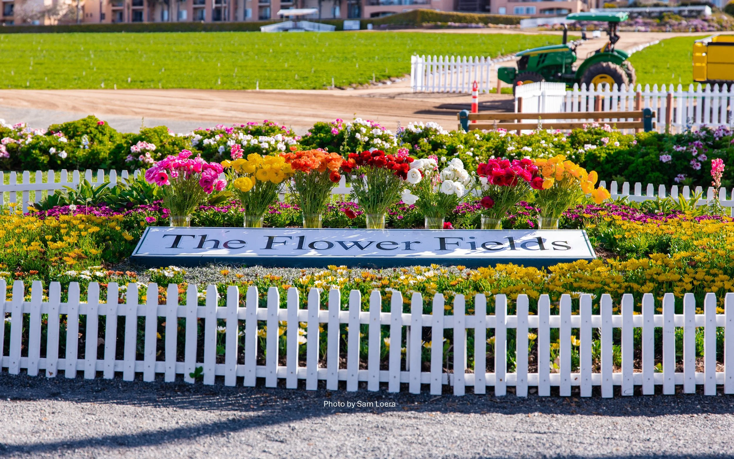 Spring Flower Fields 1.jpg