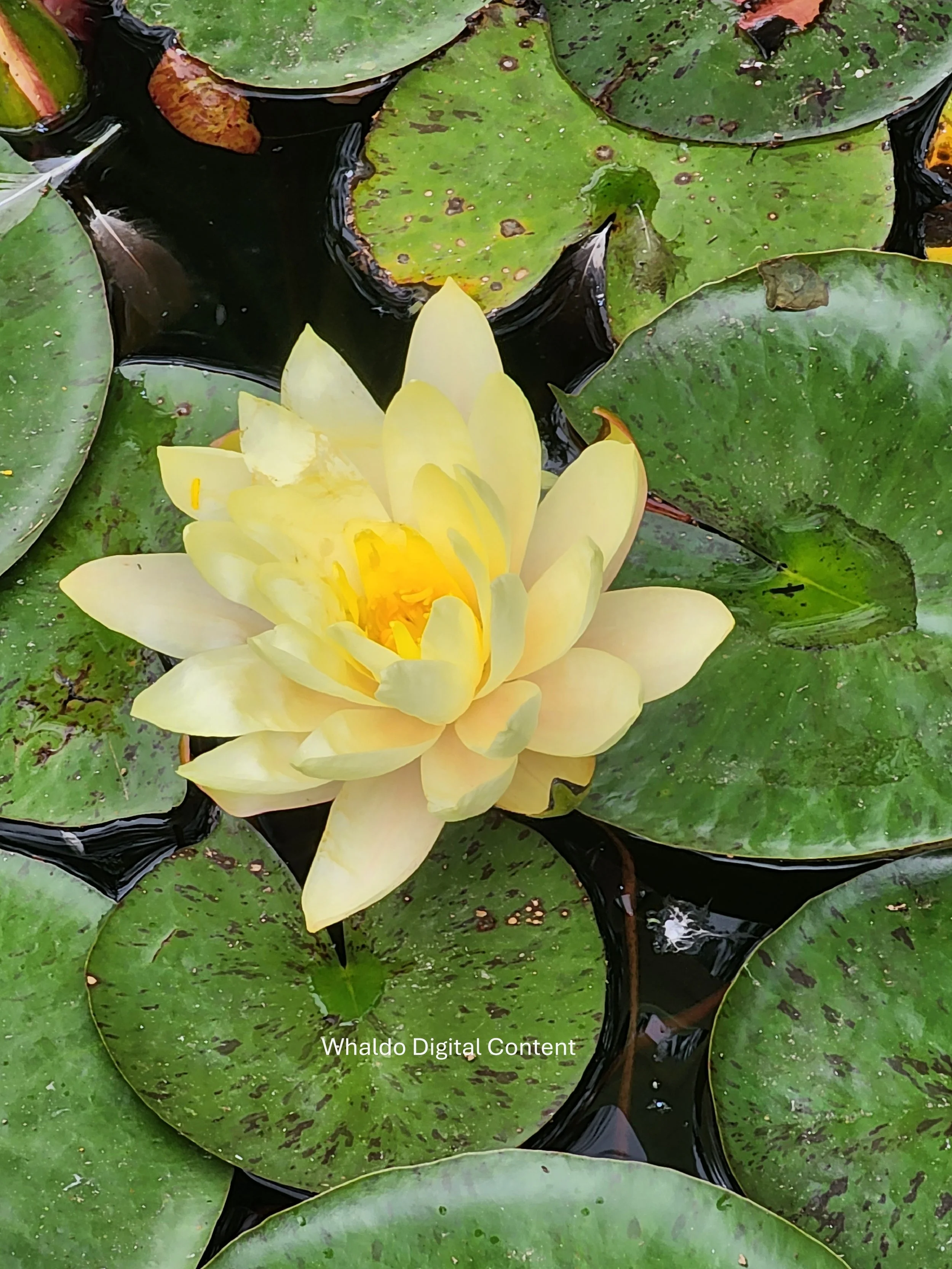 Spring Lilypad 1.jpg