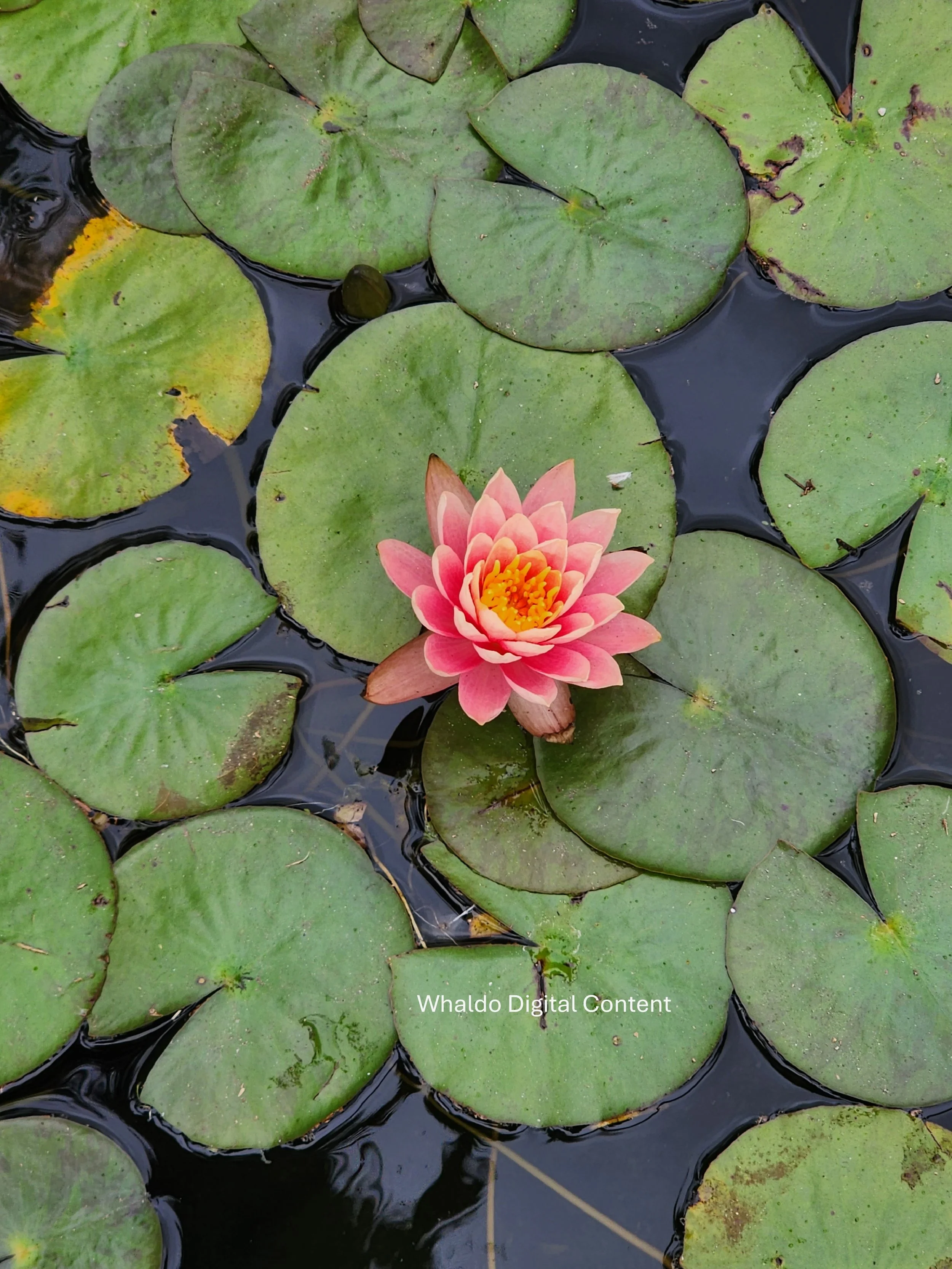 Spring Lilypad 3.jpg