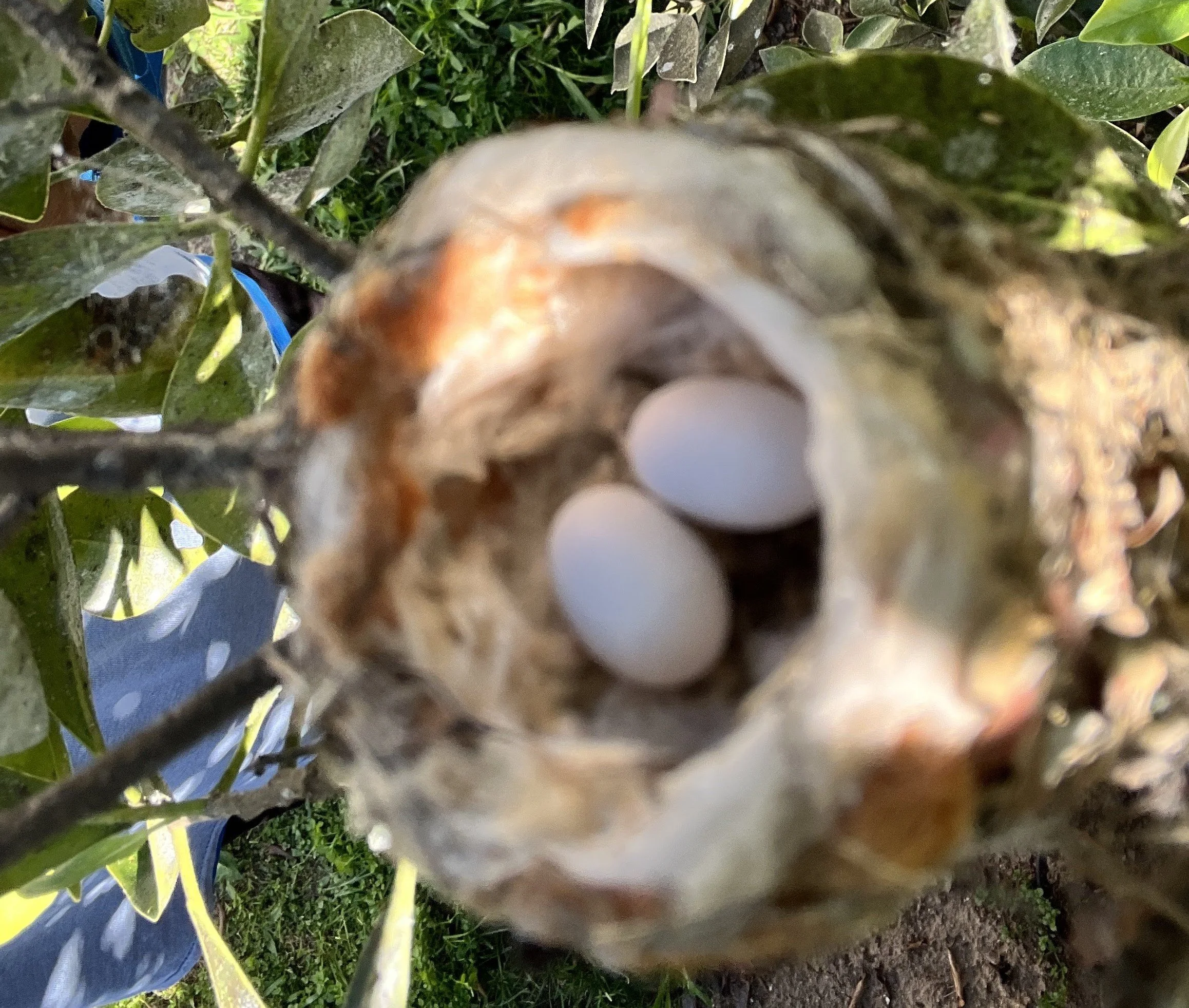 A Hummingbird Chose Our Backyard