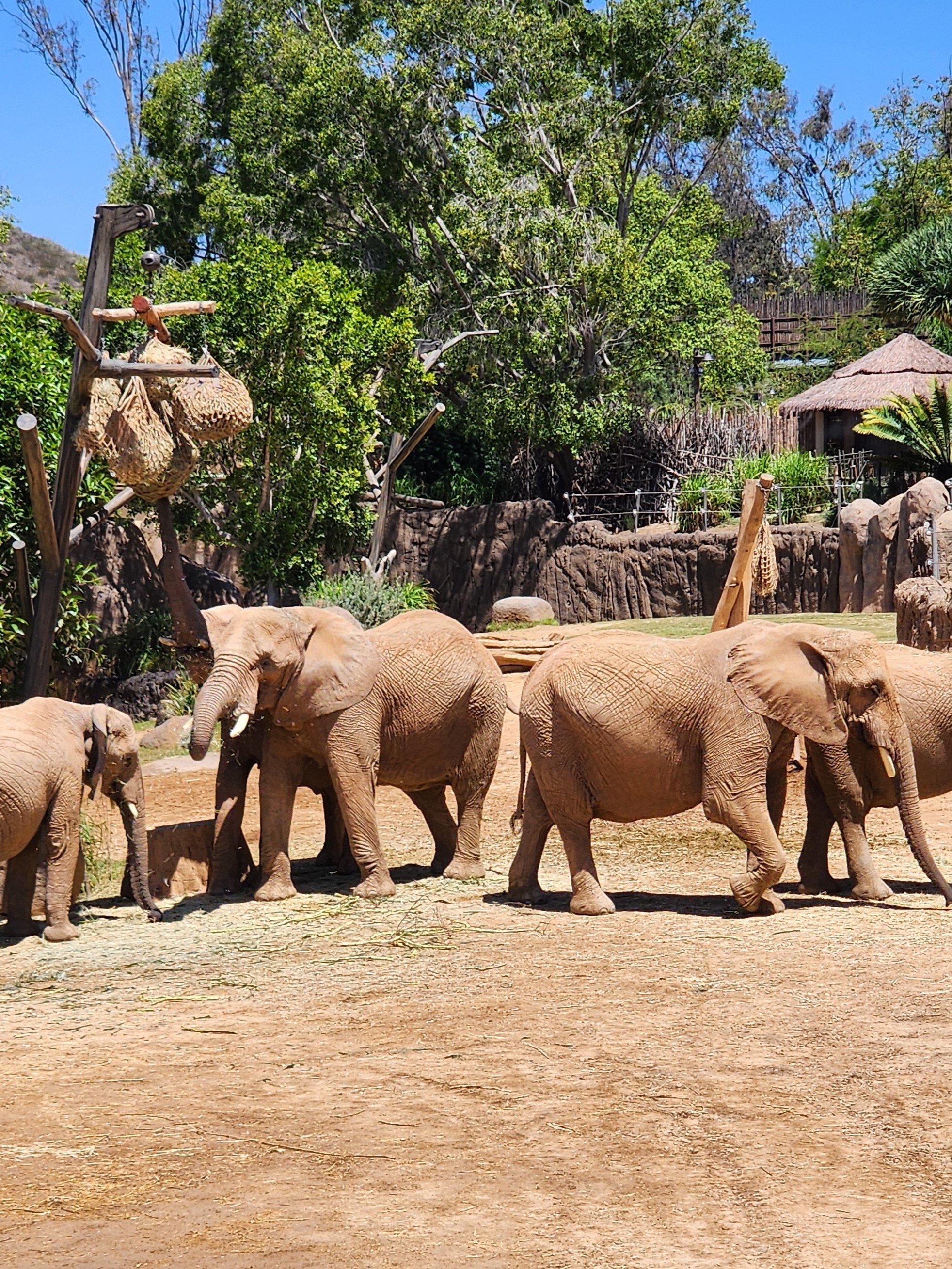 Staycation in San Diego: Finding Wonder at the San Diego Zoo Safari Park