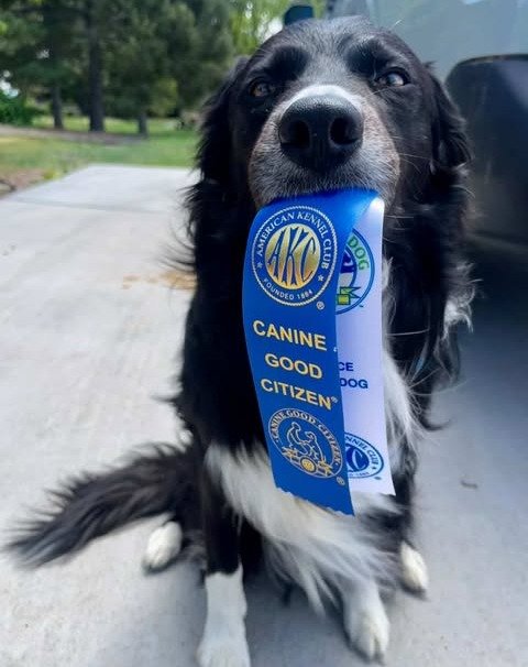 Put your paws together for Duckie earning his AKC Canine Good Citizen and Novice Trick Dog titles! Congratulations you've more than earned it. Keep Crushing it! 

#akc #akcbordercollie #akccgc #dogtraining #trickdog #bordercollies