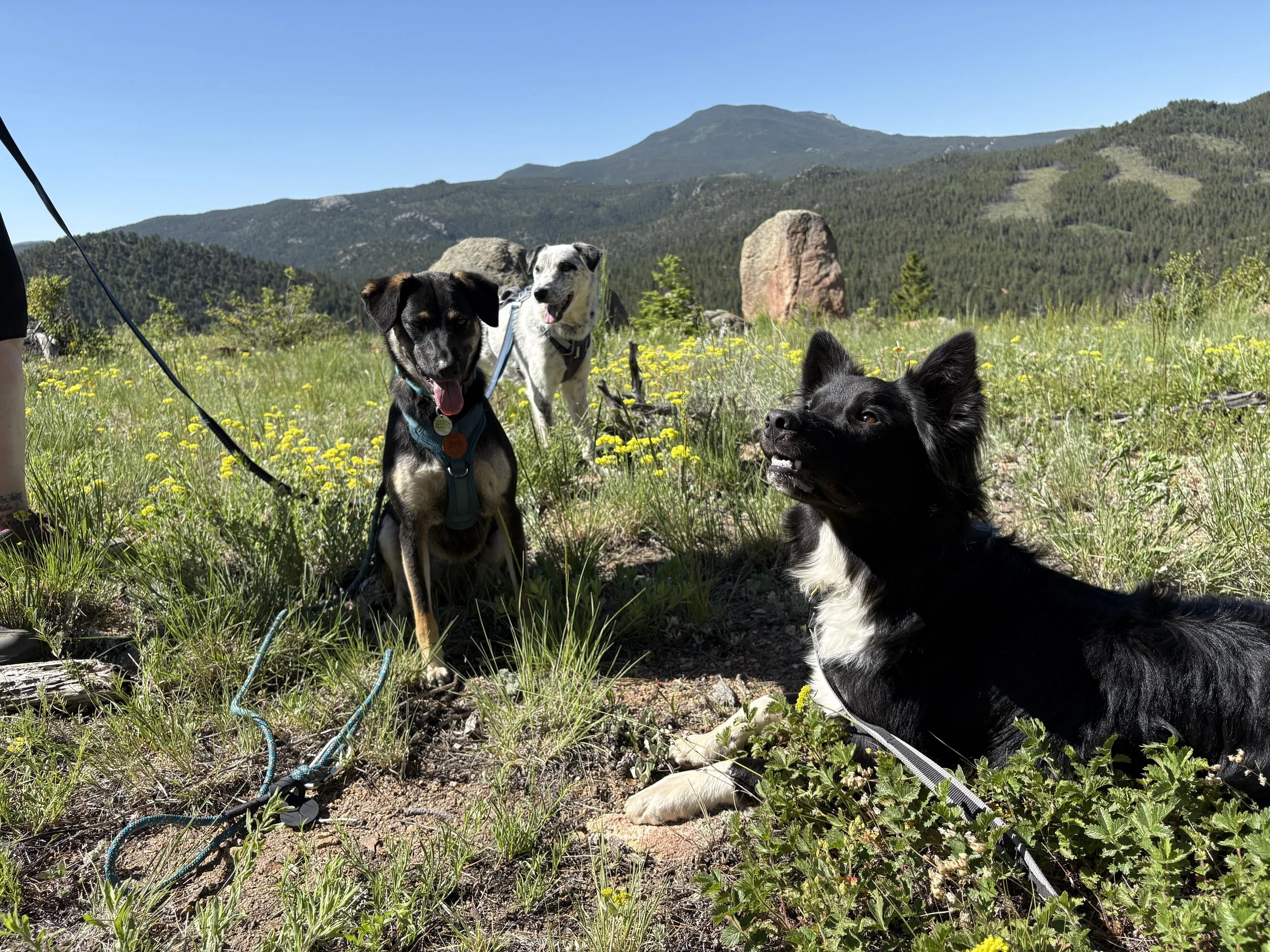 Pack Adventure