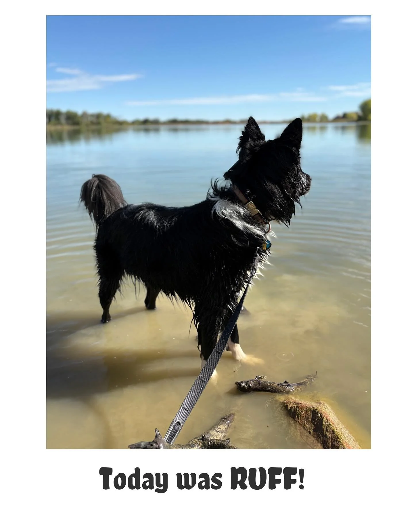 Pack Walk Family 💛

Today&rsquo;s walk was a tough one. We ran into an angry man who said some awful things and made threats, which rattled both people and dogs.

Please know this: you did nothing wrong. Your dogs were under control, you were handli