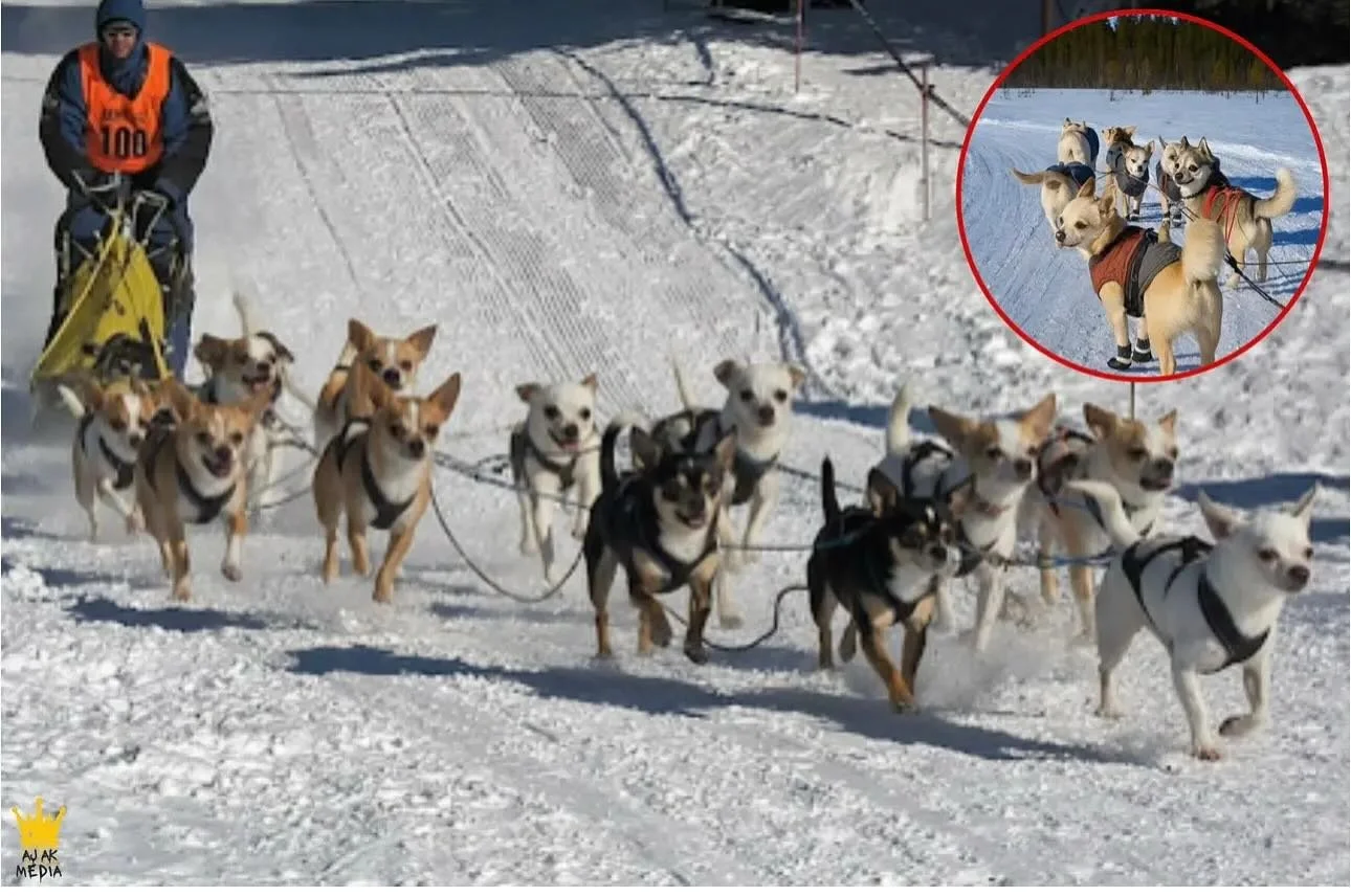 Ya&rsquo;ll don&rsquo;t be limited by people perceptions of you or your dog affect you. If a team of Chihuahuas can pull a sled anything is possible including overcoming reactivity. #youcandoit #dogtraining #chihuahua #reactivedogsunite #coloradodogt