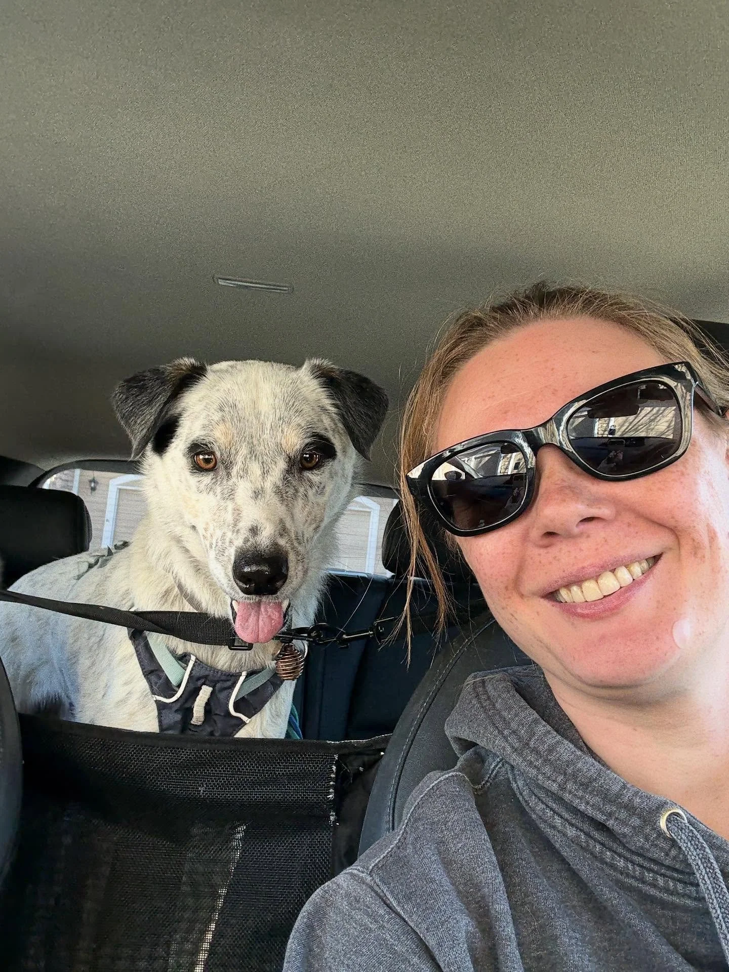 As a trainer it became devastating when my demo dog became reactive. Our dreams of CGC went out the window and I debated not renewing my AKC evaluator. Then something amazing happened. @mister_albert_einstein broke through to @maxsplaybook and they b