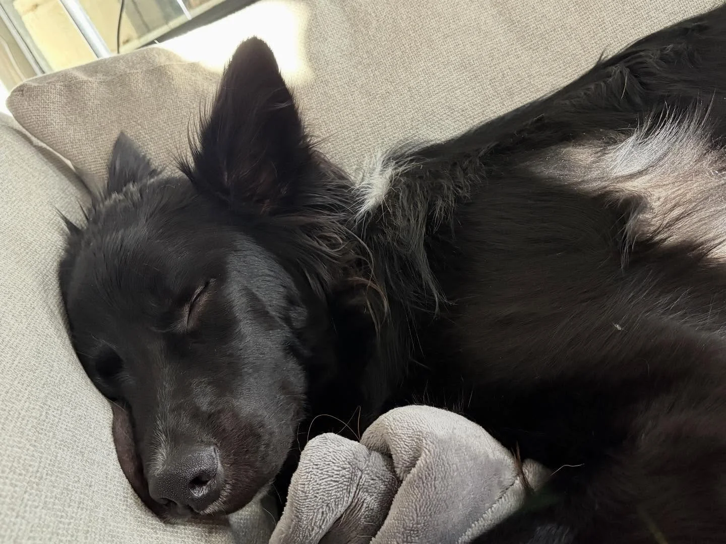 Happy Border Collie day to all Border Collies and their psycho owners! Seriously, who intentionally gets a crazy active and insanely smart dog when they&rsquo;re an average joe. Me&hellip; the answer is me. Border Collies, are my favorite breed in th