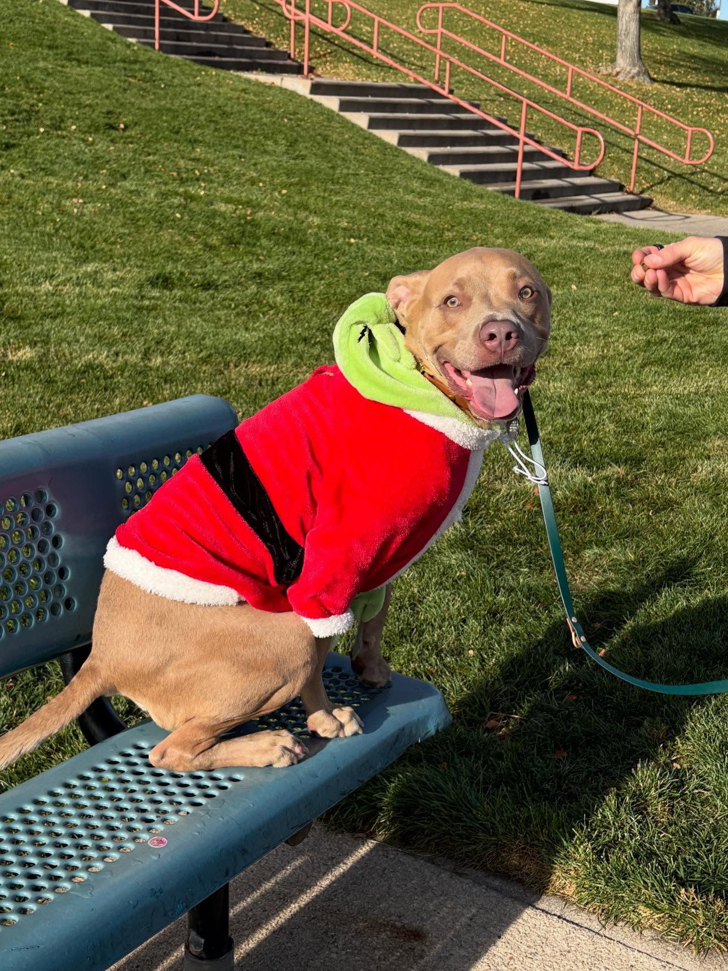 Today was my last session with @smore_thanafeeln aka the sweetest boy ever. Graham came to me fearful and unsure of new people. Watching him step into confidence has been incredible. His parents have worked so hard to help him grow, and because of th