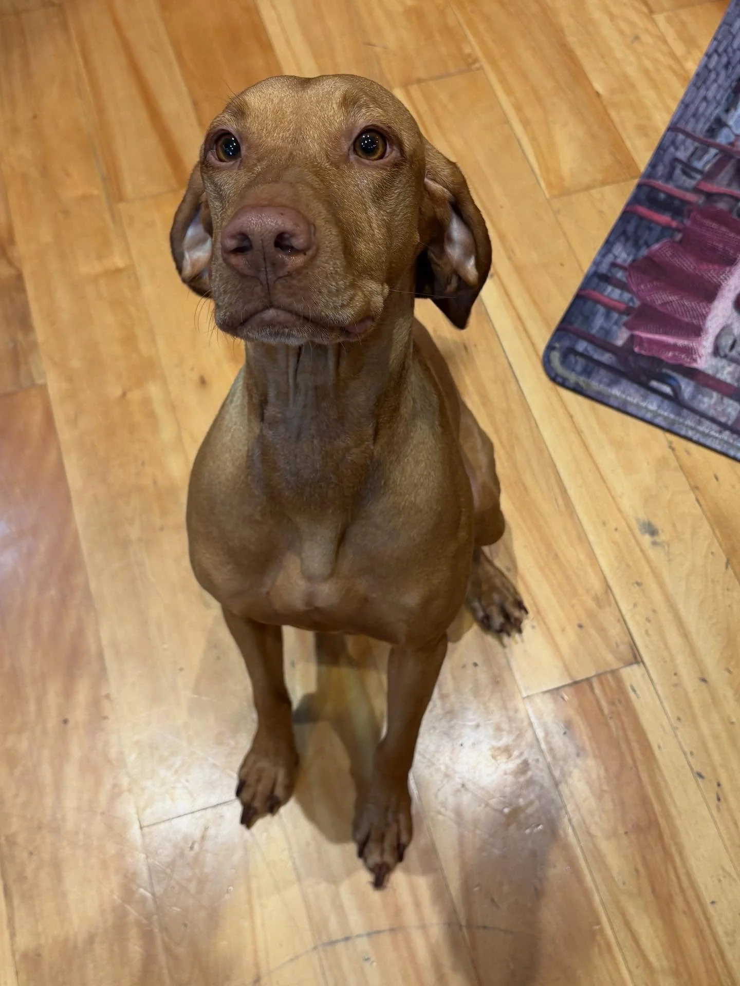 This is Jazz, a sweet 3-year-old Vizsla who struggles with severe stranger danger. Her family hosts large gatherings often, so we spent three focused days building her confidence and helping her navigate those big feelings.

On day three, a large par