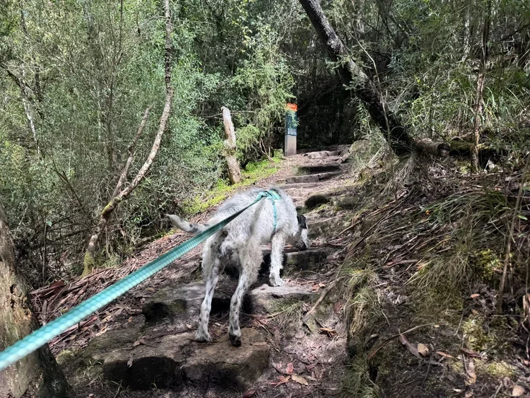 Mount Nelson Signal Station Track
