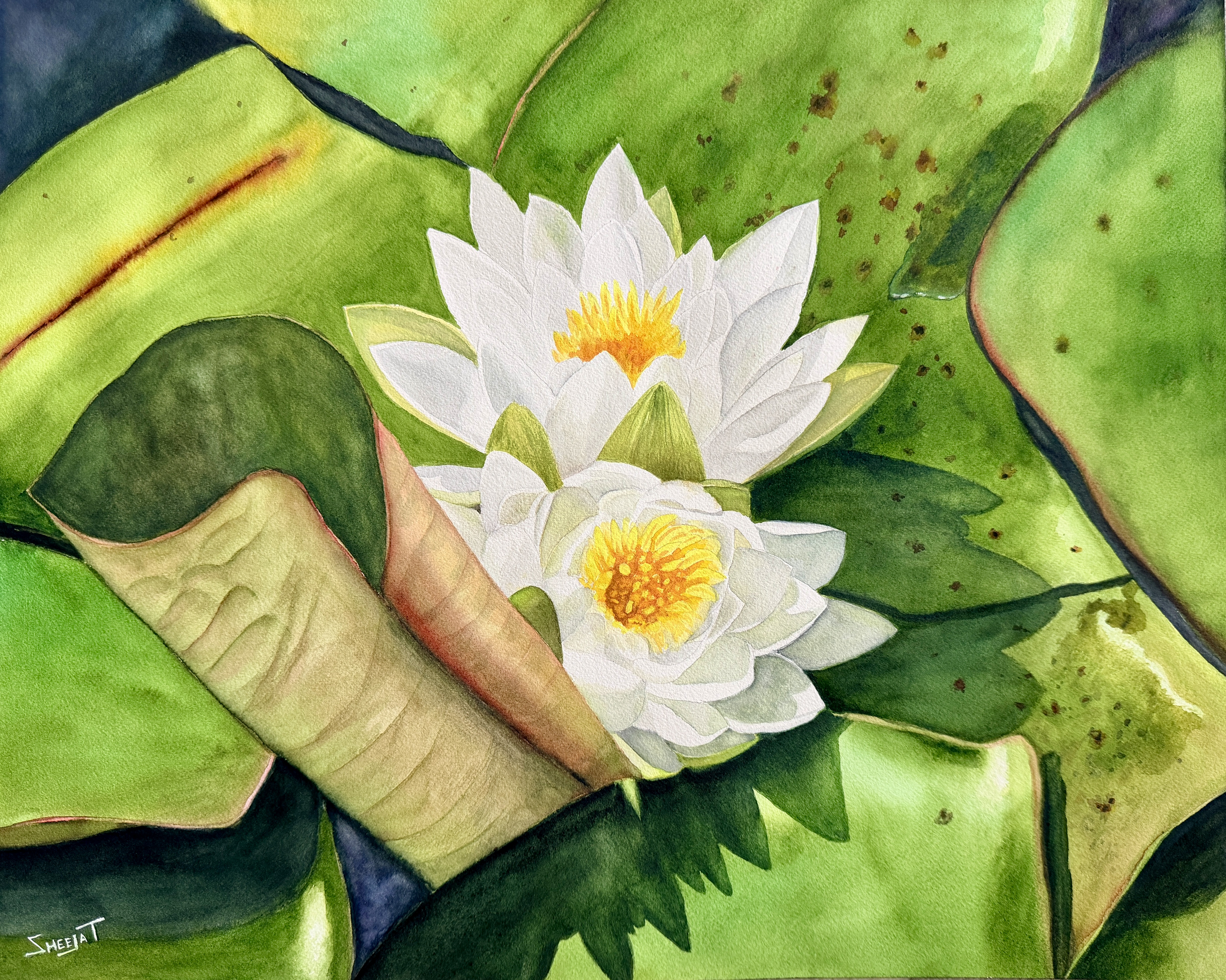 Lotus v3.png