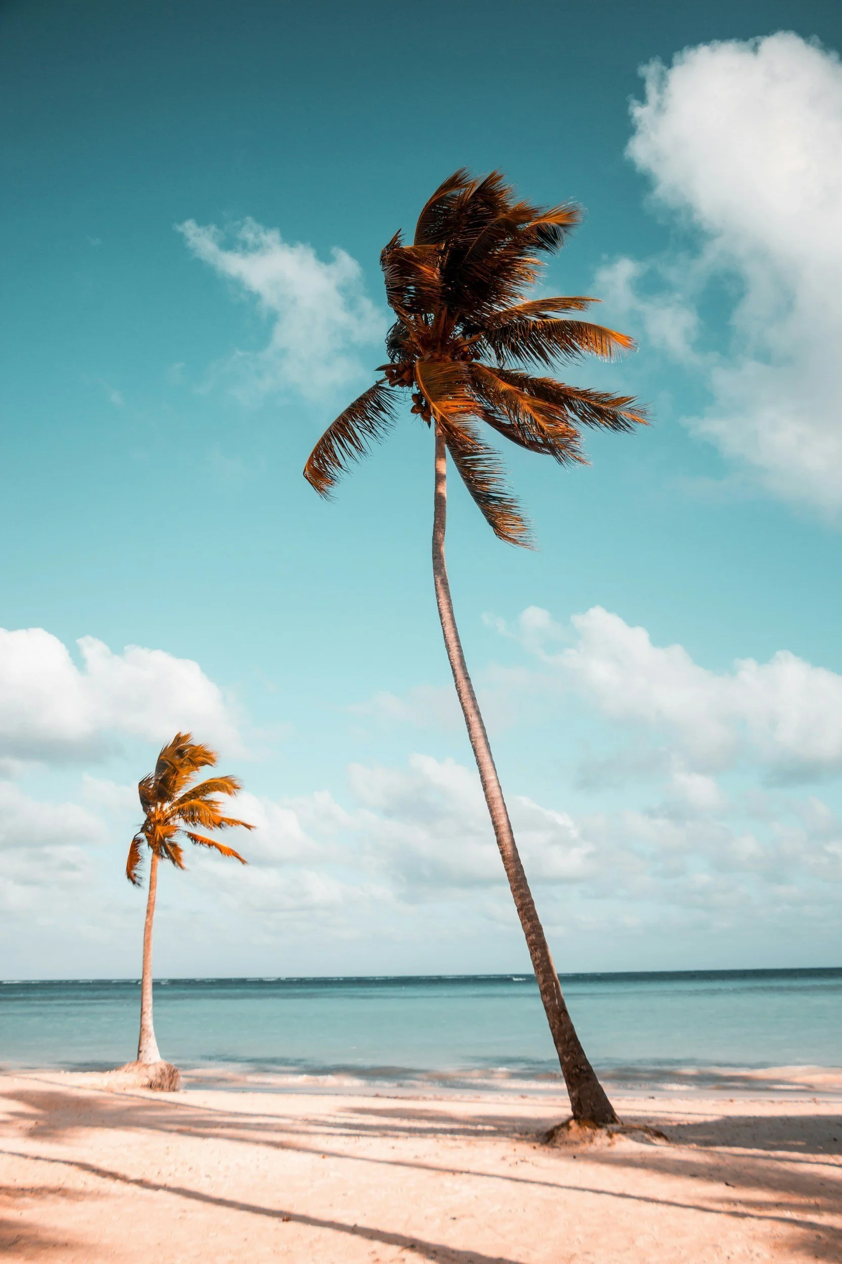 A tall palm tree on a sandy beach with another palm tree in the background, against a blue sky with scattered clouds.