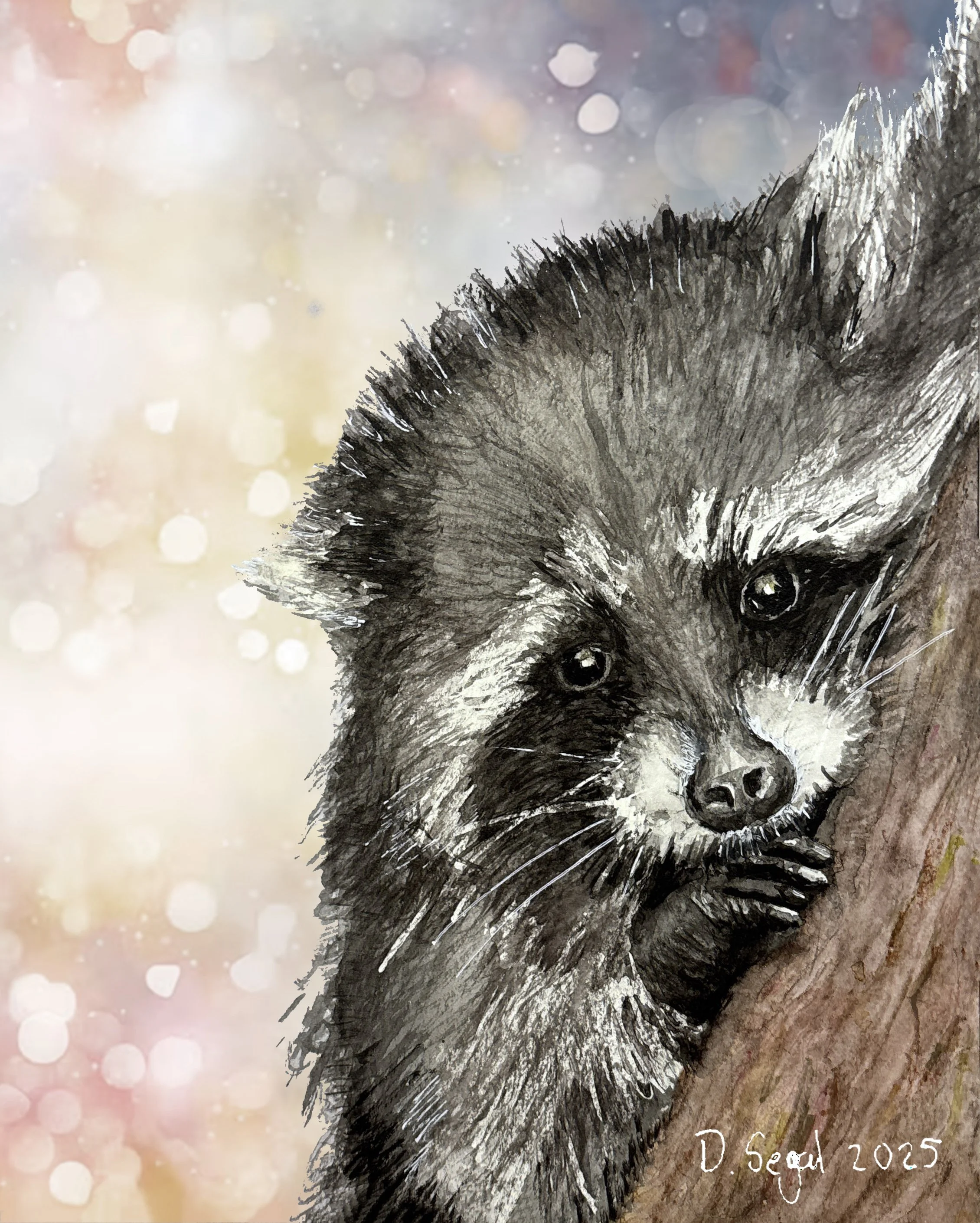 Baby Raccoon_b.jpg