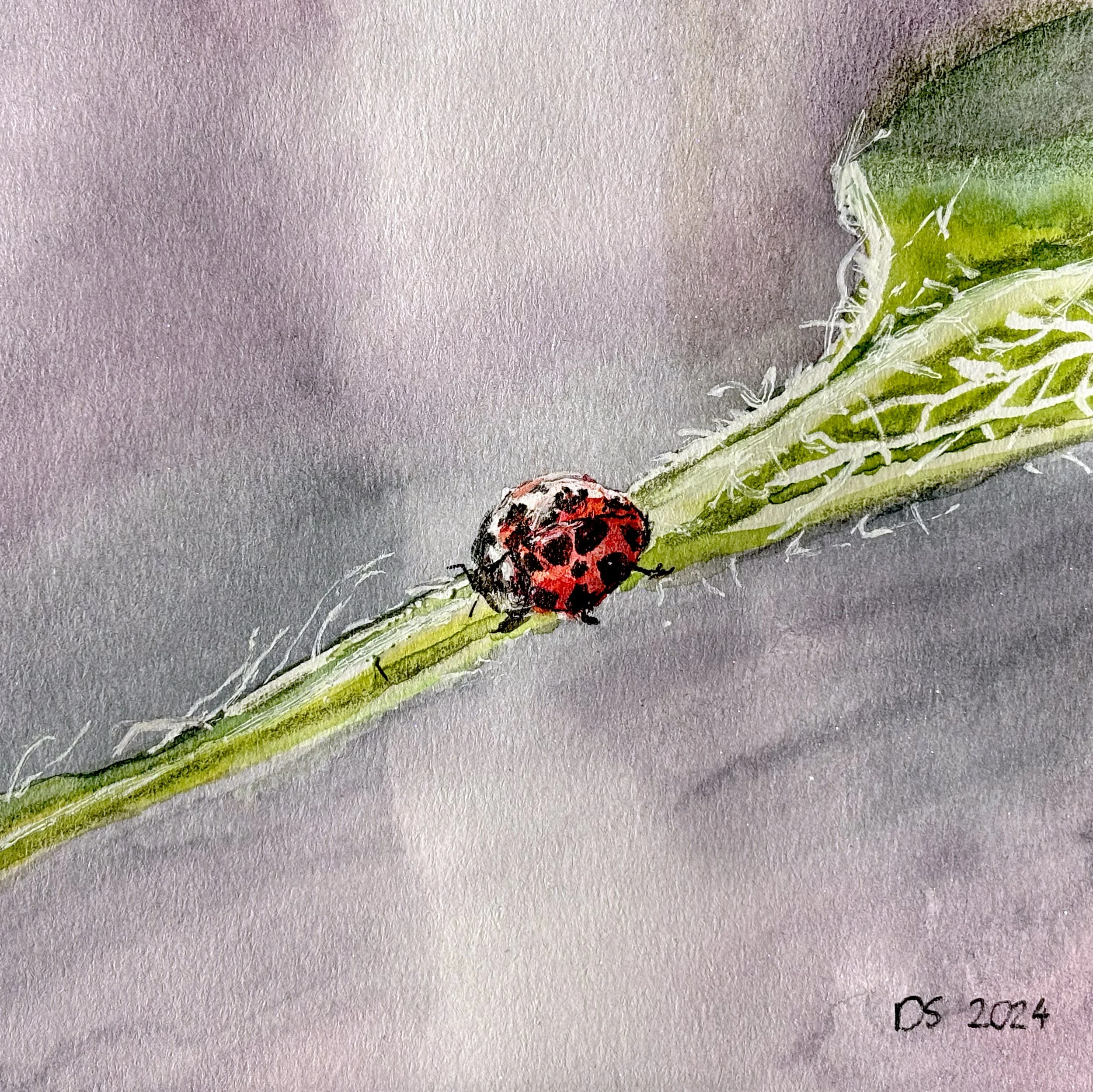 Ladybug on Leaf 2_a.jpg
